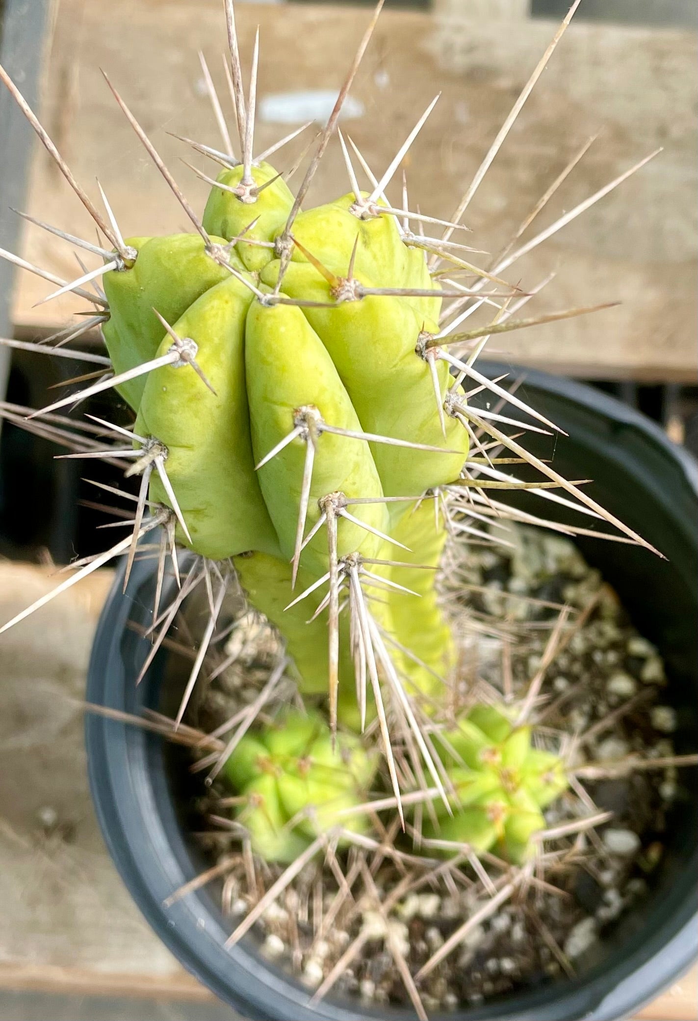 #EC235 EXACT Trichocereus Hybrid Pacific X Jade Cactus 10.5”-Cactus - Large - Exact-The Succulent Source