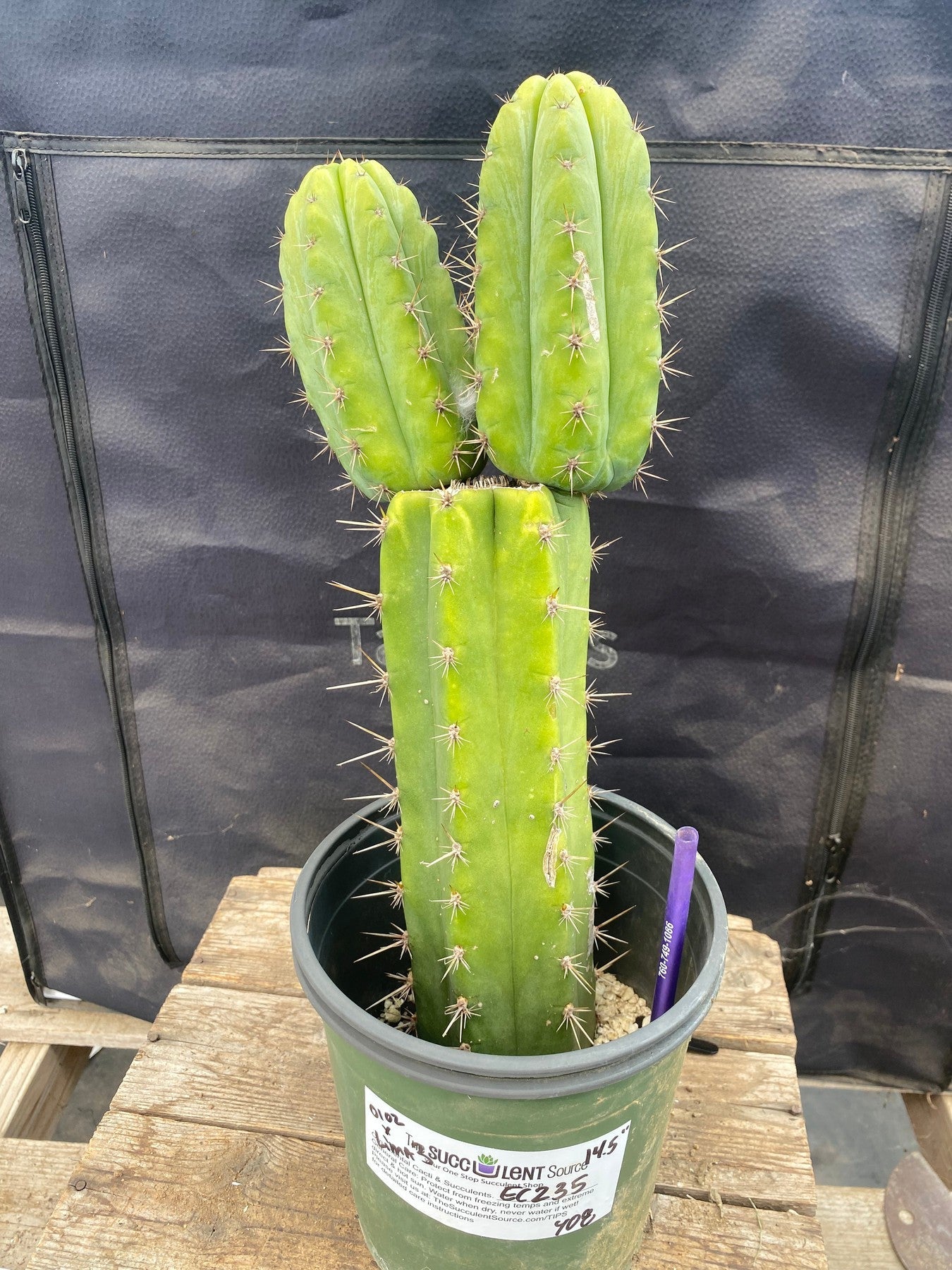 #EC235 EXACT Trichocereus Hybrid SS01x02 X pachanoi Lima3 Cactus 14.5”-Cactus - Large - Exact-The Succulent Source