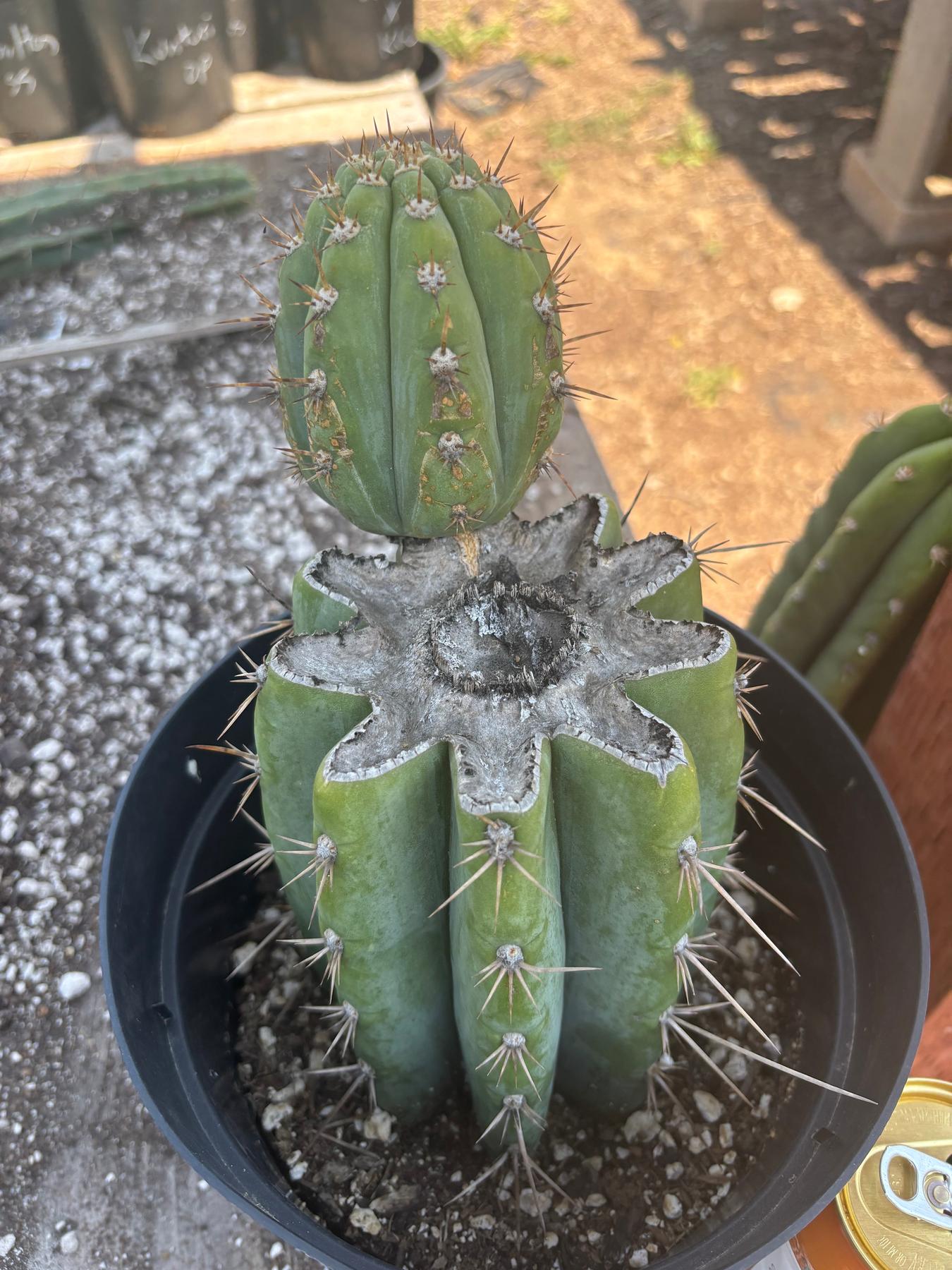 #EC235 EXACT Trichocereus Peruvianus Nibiru Cactus 9”-Cactus - Large - Exact-The Succulent Source