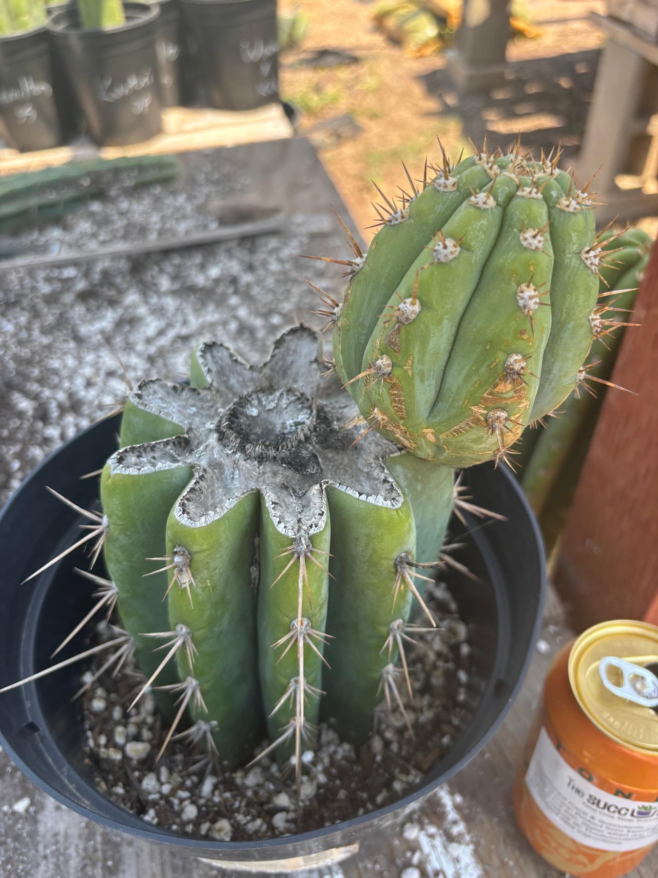 #EC235 EXACT Trichocereus Peruvianus Nibiru Cactus 9”-Cactus - Large - Exact-The Succulent Source
