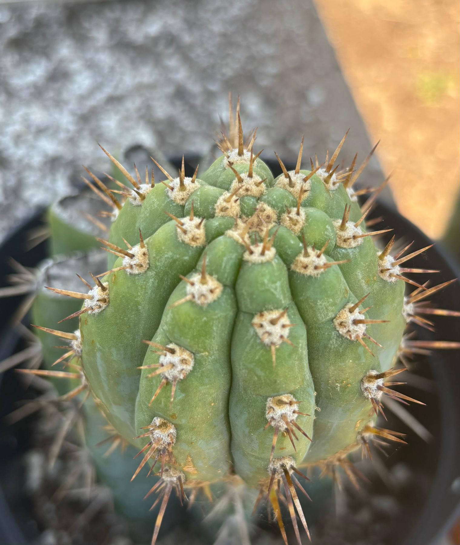 #EC235 EXACT Trichocereus Peruvianus Nibiru Cactus 9”-Cactus - Large - Exact-The Succulent Source