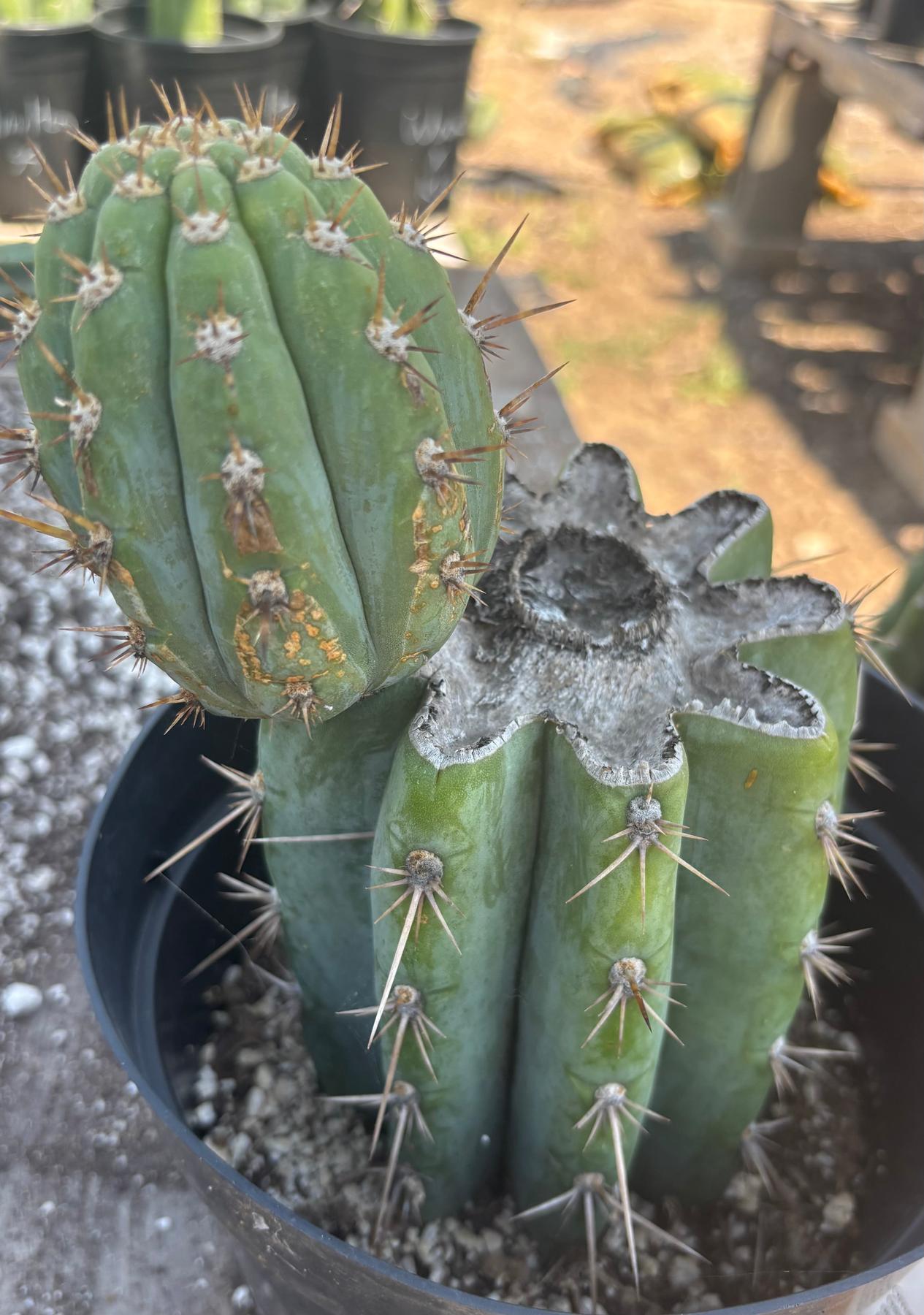 #EC235 EXACT Trichocereus Peruvianus Nibiru Cactus 9”-Cactus - Large - Exact-The Succulent Source