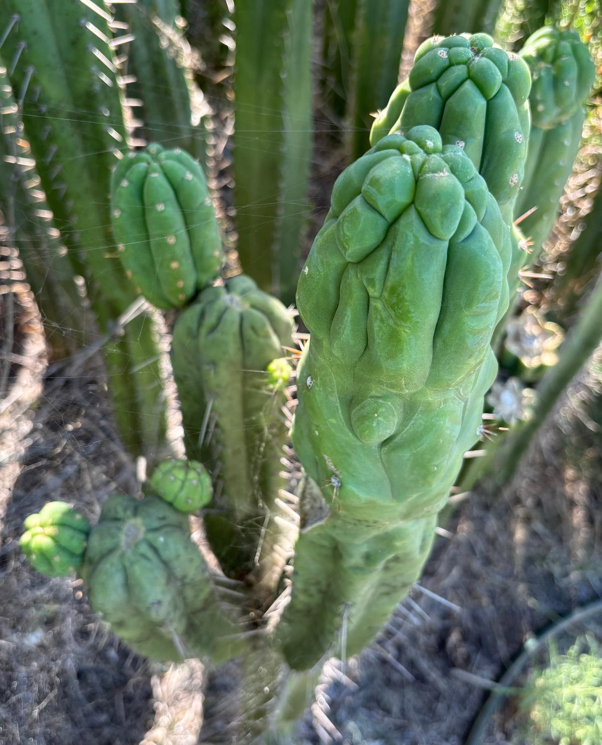 #EC236 Trichocereus YOU GET TO NAME Cactus 12” cutting-Cactus - Large - Exact-The Succulent Source