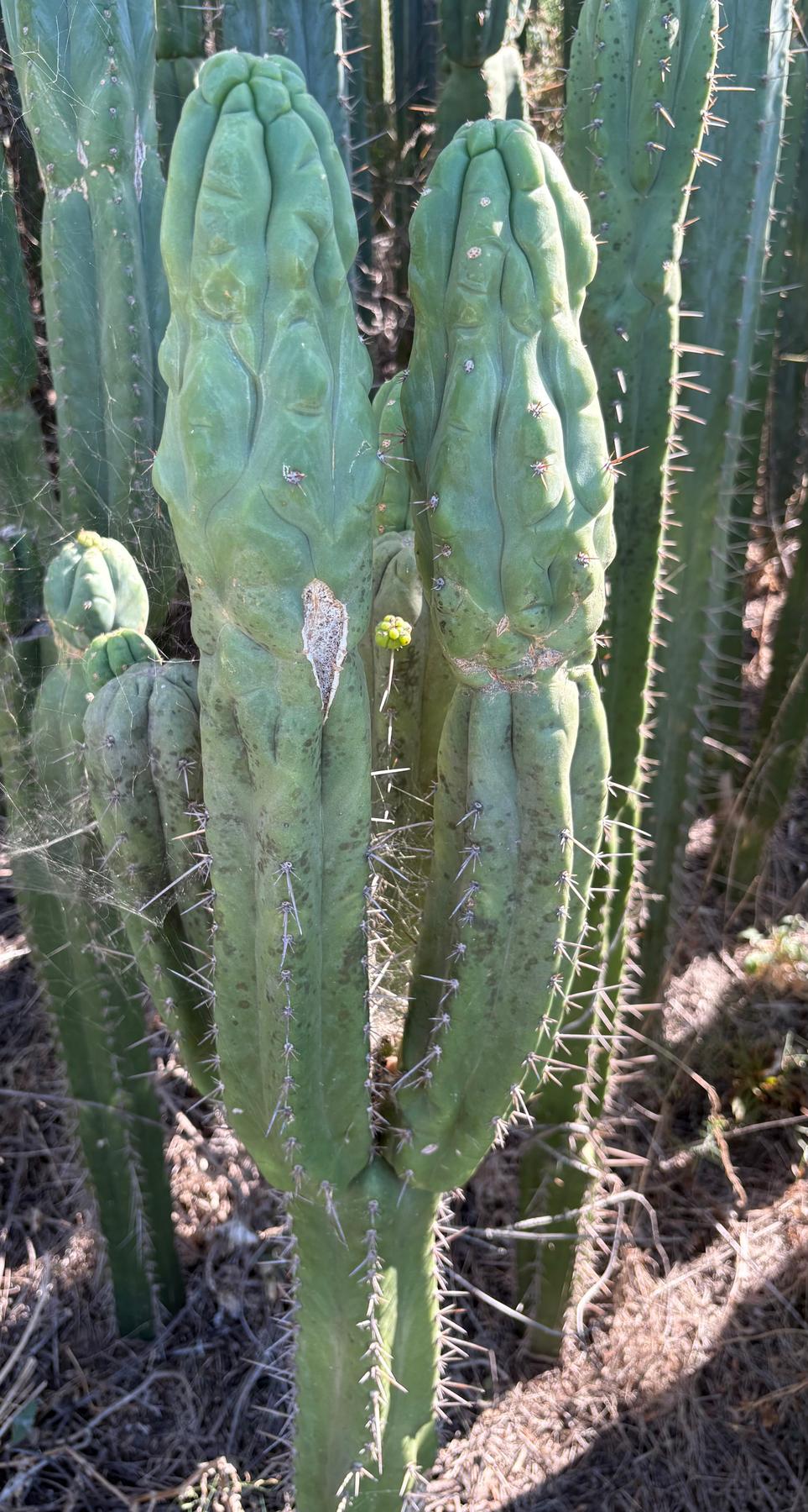 #EC236 Trichocereus YOU GET TO NAME Cactus 12” cutting-Cactus - Large - Exact-The Succulent Source