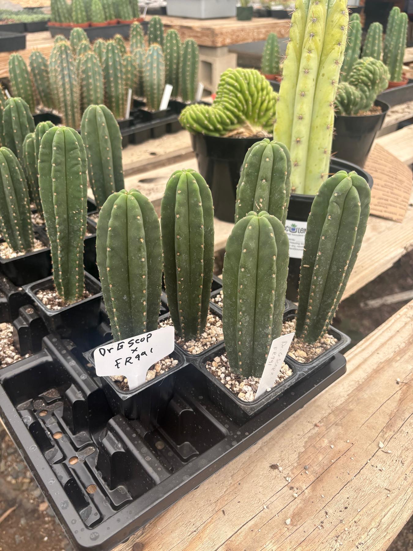 dr cactus #EC237 EXACT Trichocereus Hybrid Dr. G Scop X FR991 Scop Cactus Seedling  4-6” approx