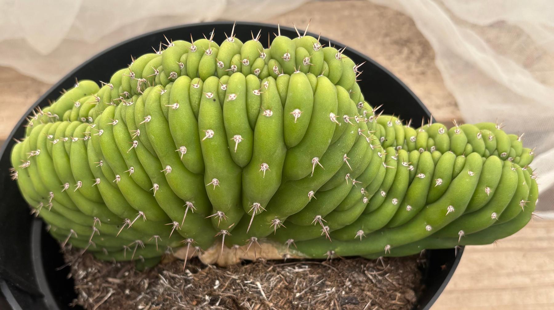 #EC239 EXACT Trichocereus Pachanoi Crest in 8” container-Cactus - Large - Exact-The Succulent Source