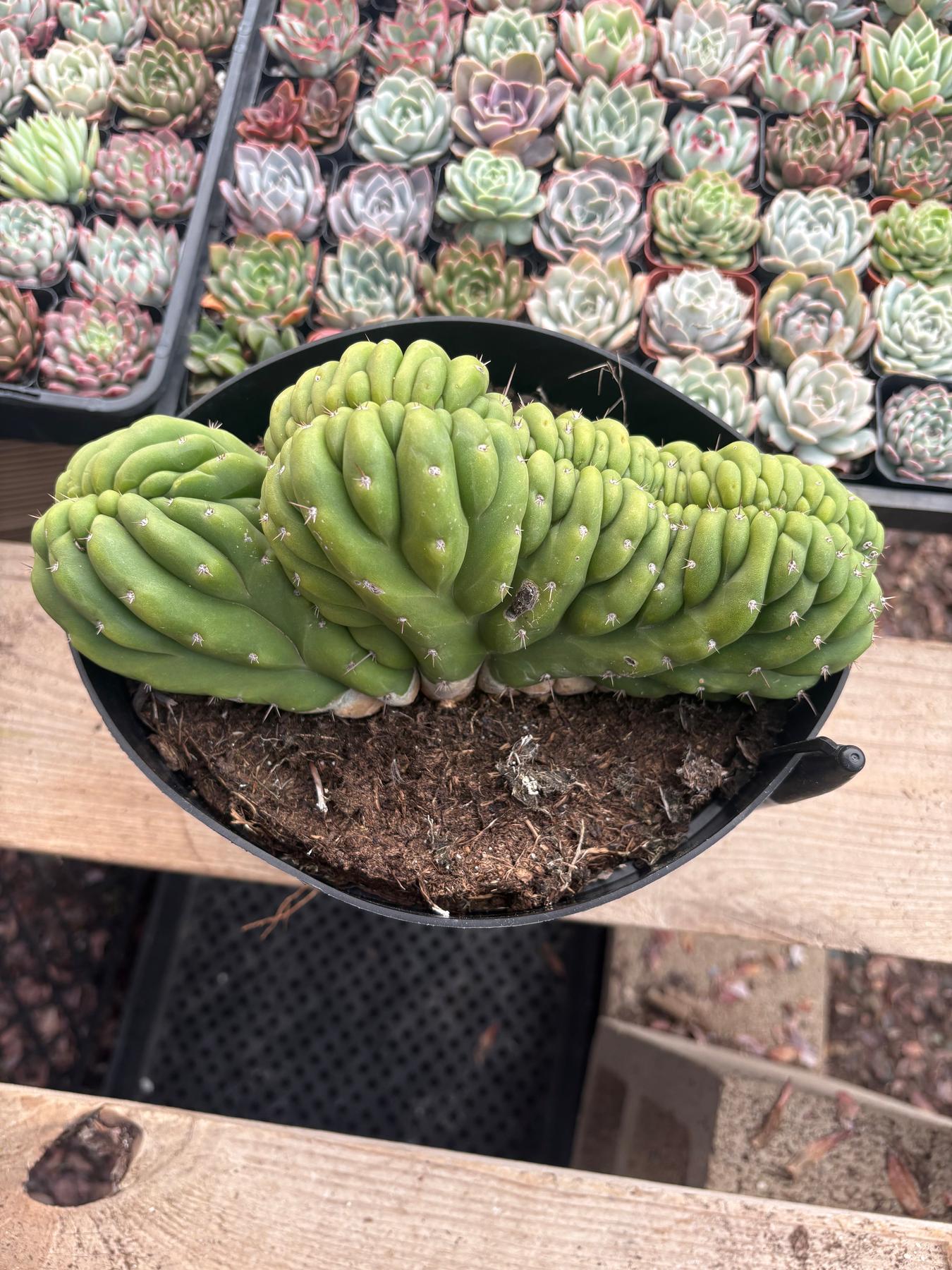 #EC239 EXACT Trichocereus Pachanoi Crest in 8” container-Cactus - Large - Exact-The Succulent Source