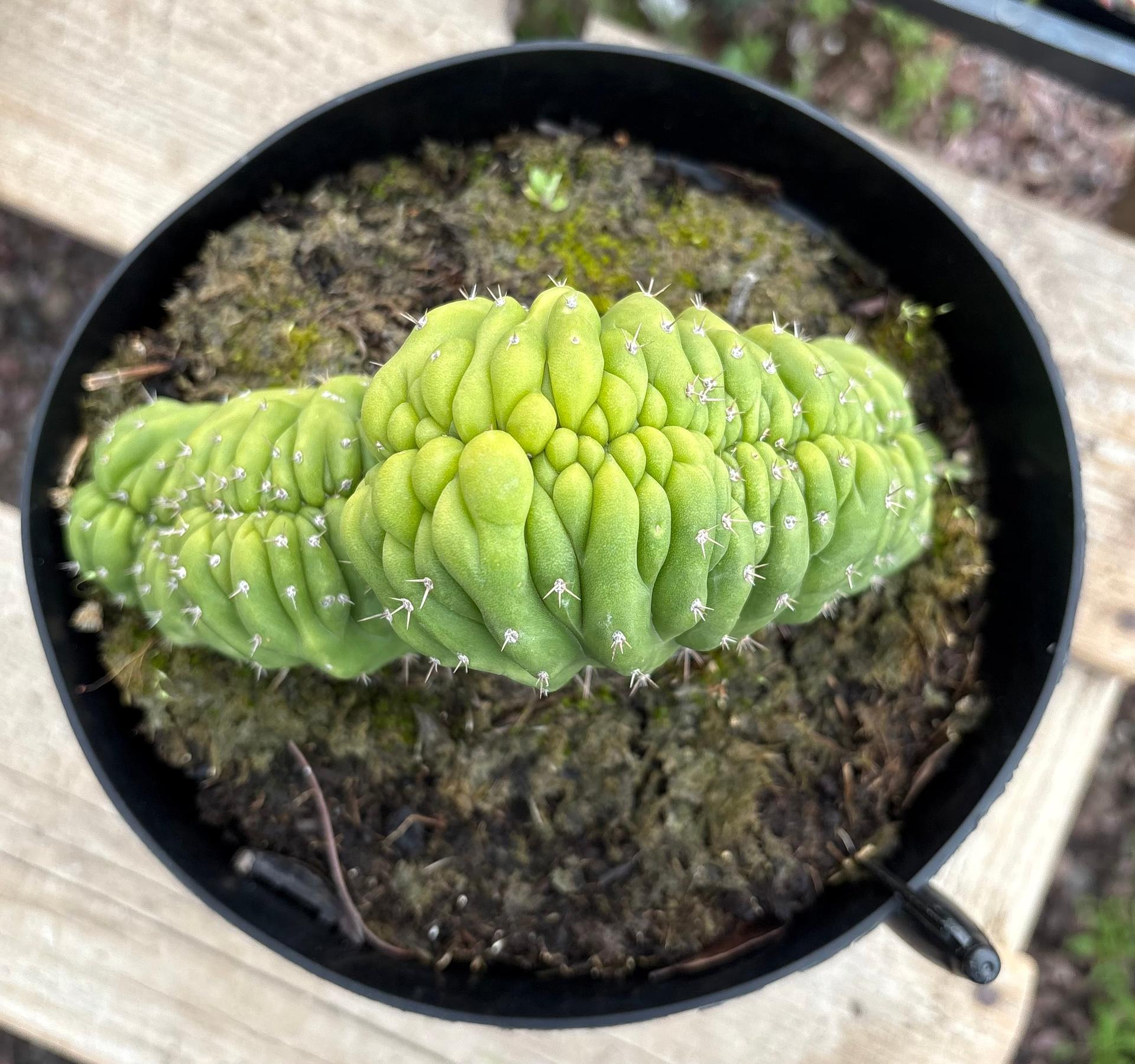 #EC239 EXACT Trichocereus Pachanoi Crest in 8” container-Cactus - Large - Exact-The Succulent Source