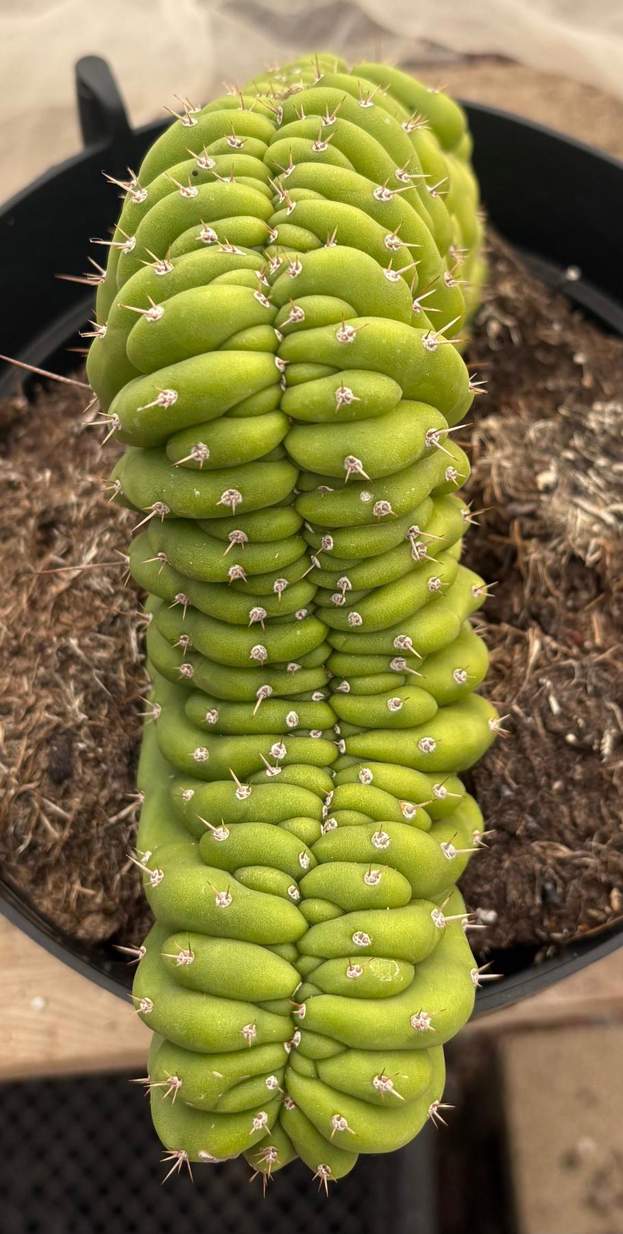 #EC239 EXACT Trichocereus Pachanoi Crest in 8” container-Cactus - Large - Exact-The Succulent Source