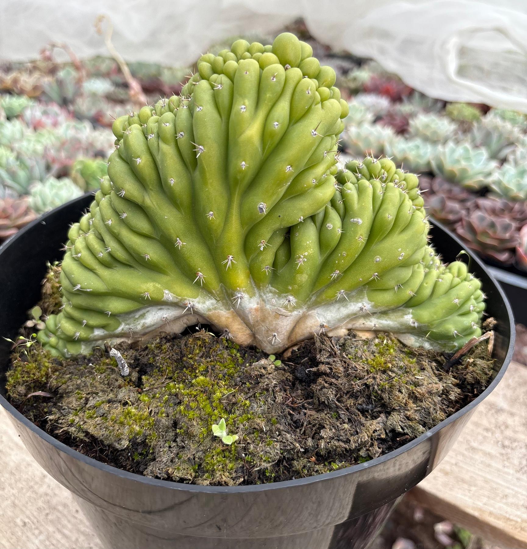 #EC239 EXACT Trichocereus Pachanoi Crest in 8” container-Cactus - Large - Exact-The Succulent Source
