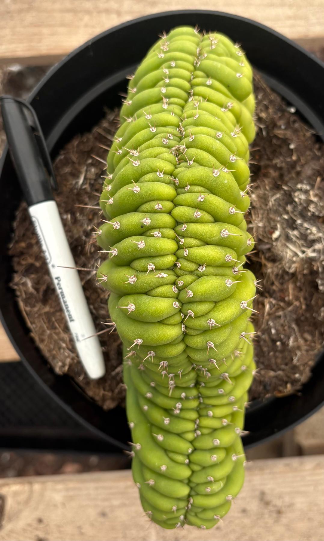 #EC239 EXACT Trichocereus Pachanoi Crest in 8” container-Cactus - Large - Exact-The Succulent Source
