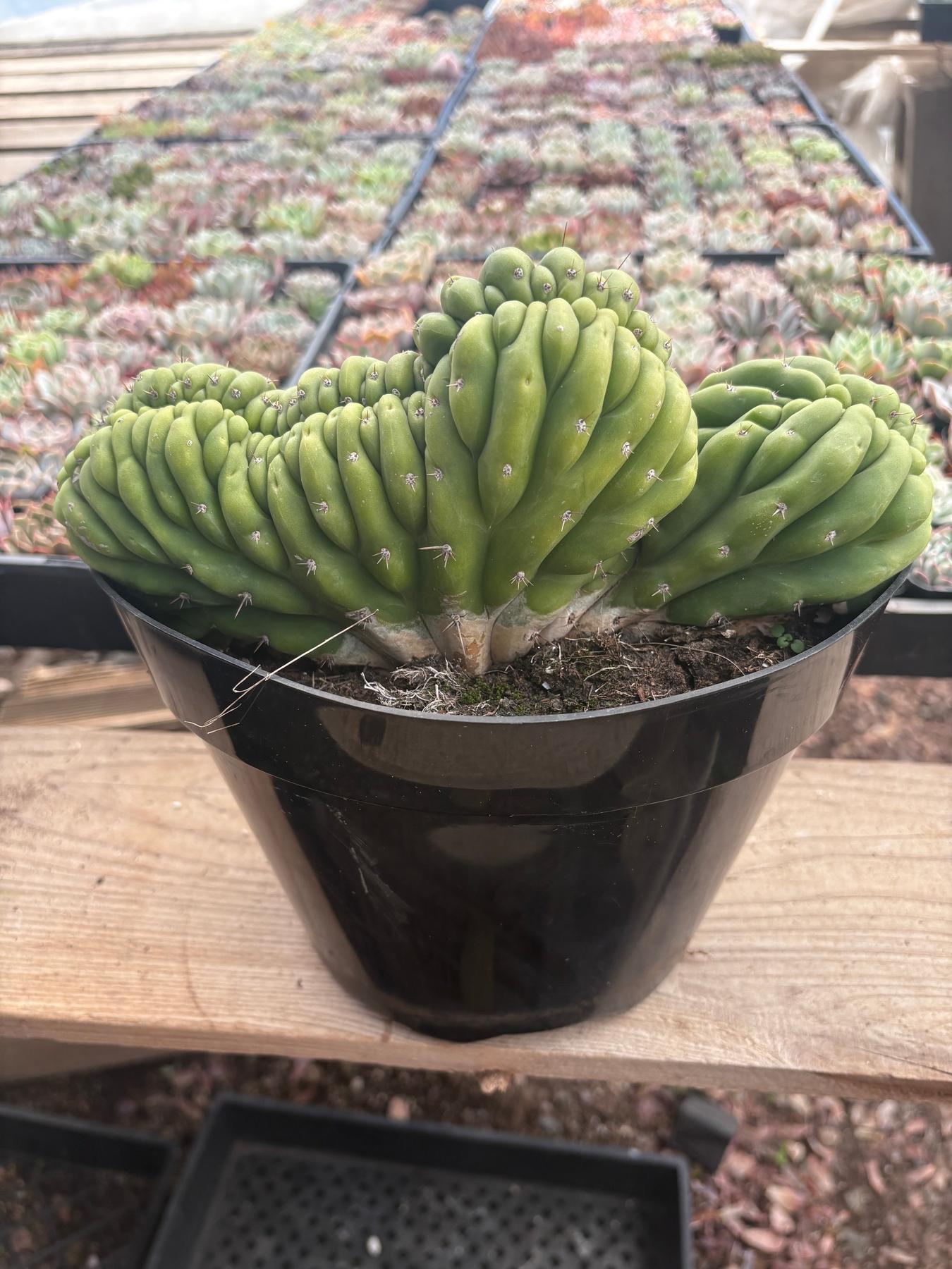 #EC239 EXACT Trichocereus Pachanoi Crest in 8” container-Cactus - Large - Exact-The Succulent Source