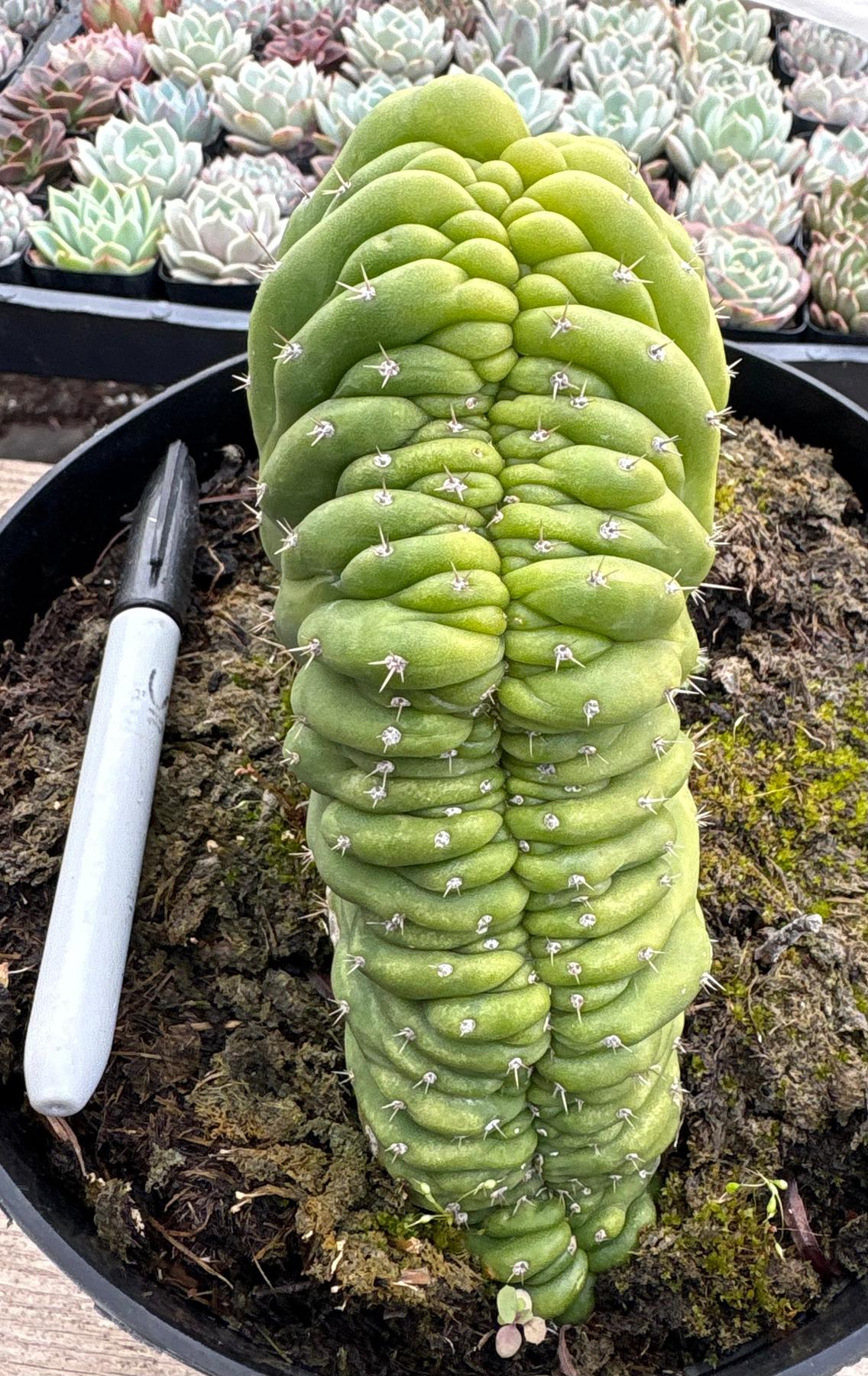 #EC239 EXACT Trichocereus Pachanoi Crest in 8” container-Cactus - Large - Exact-The Succulent Source