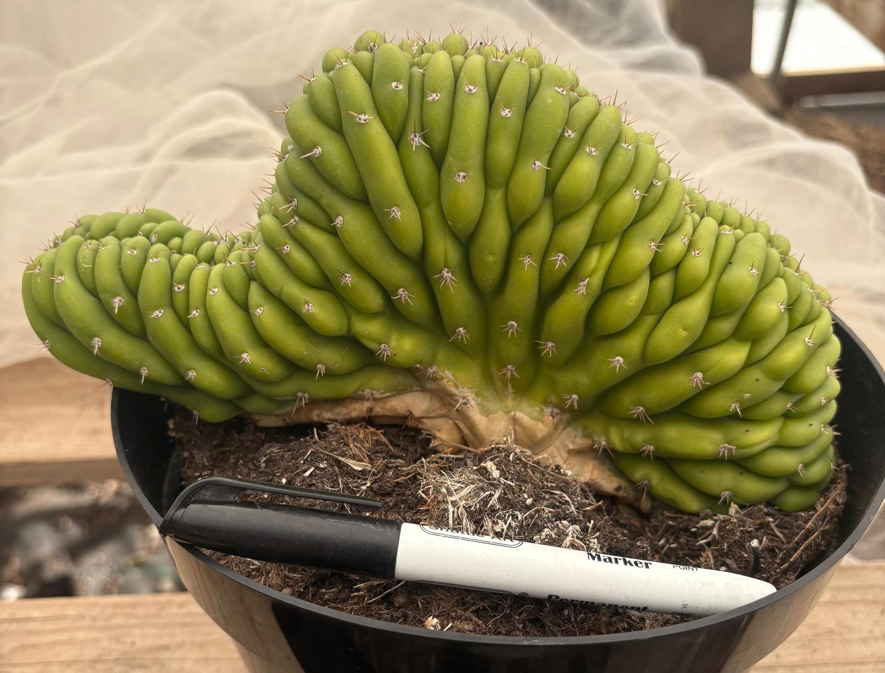 #EC239 EXACT Trichocereus Pachanoi Crest in 8” container-Cactus - Large - Exact-The Succulent Source