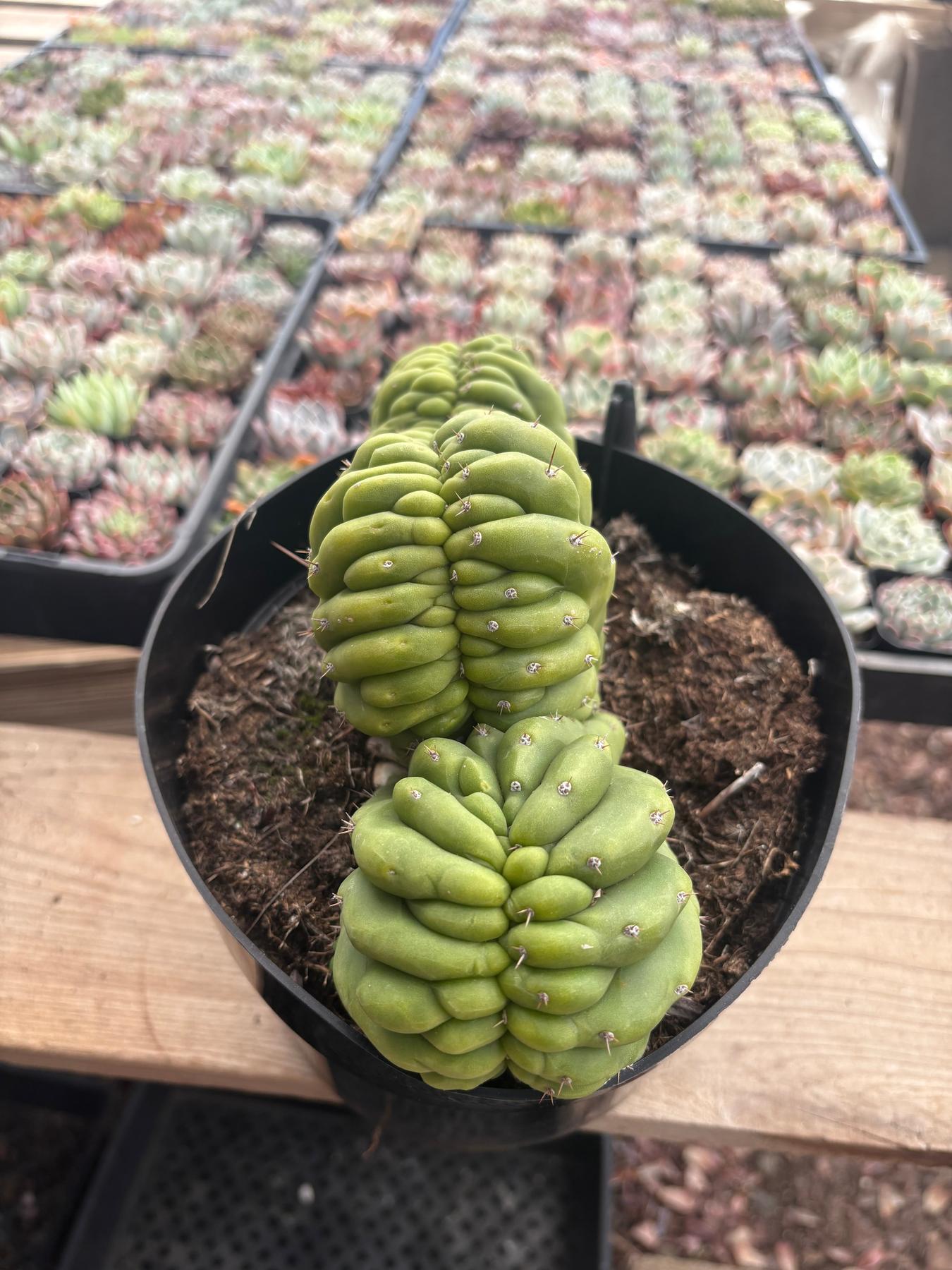 #EC239 EXACT Trichocereus Pachanoi Crest in 8” container-Cactus - Large - Exact-The Succulent Source