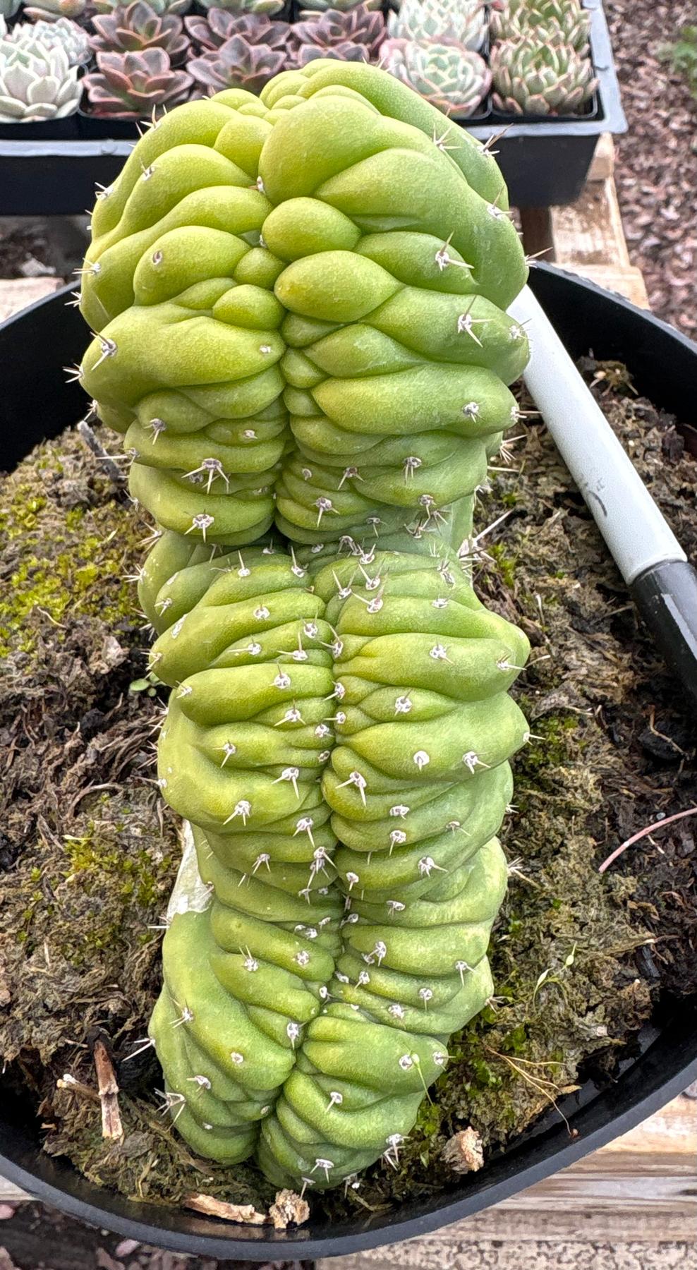 #EC239 EXACT Trichocereus Pachanoi Crest in 8” container-Cactus - Large - Exact-The Succulent Source