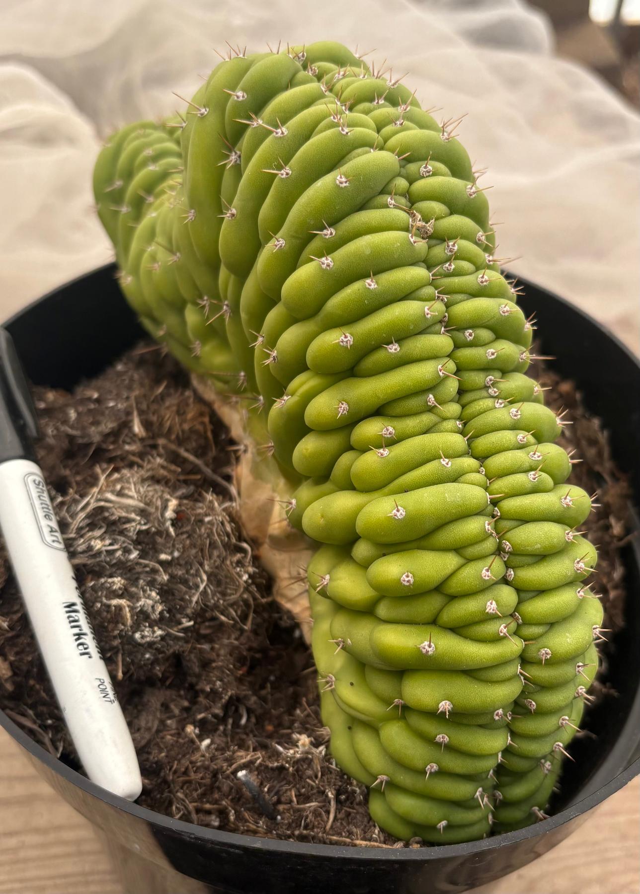 #EC239 EXACT Trichocereus Pachanoi Crest in 8” container-Cactus - Large - Exact-The Succulent Source