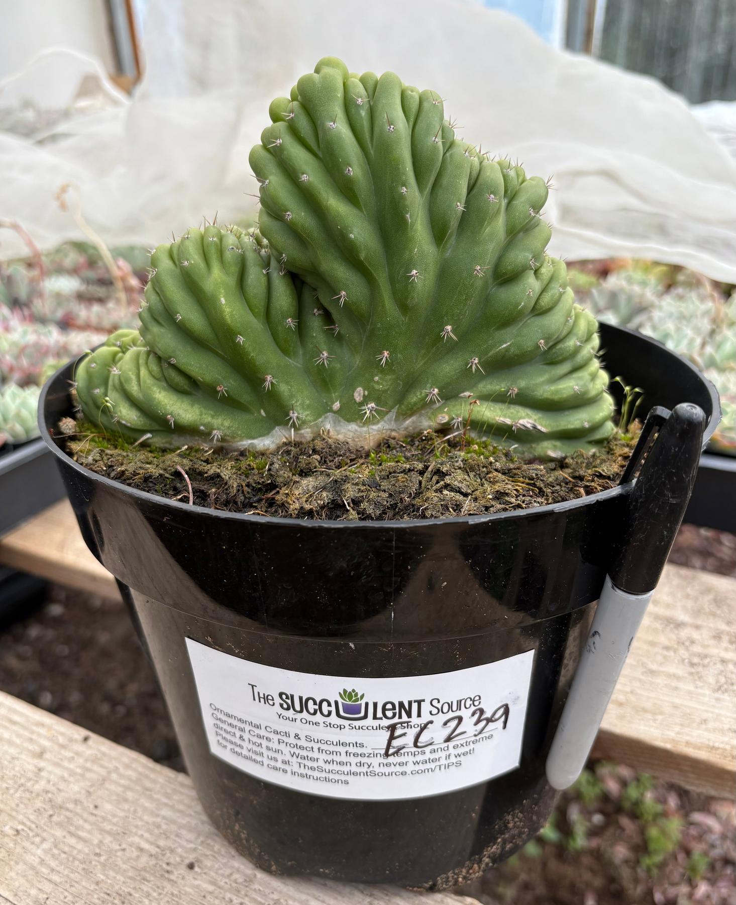 #EC239 EXACT Trichocereus Pachanoi Crest in 8” container