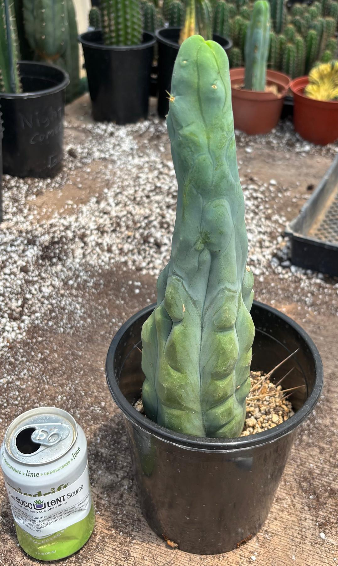 #EC24 EXACT Trichocereus Bridgesii TBM Penis monstrose Long Form Cactus 12”-Cactus - Large - Exact-The Succulent Source