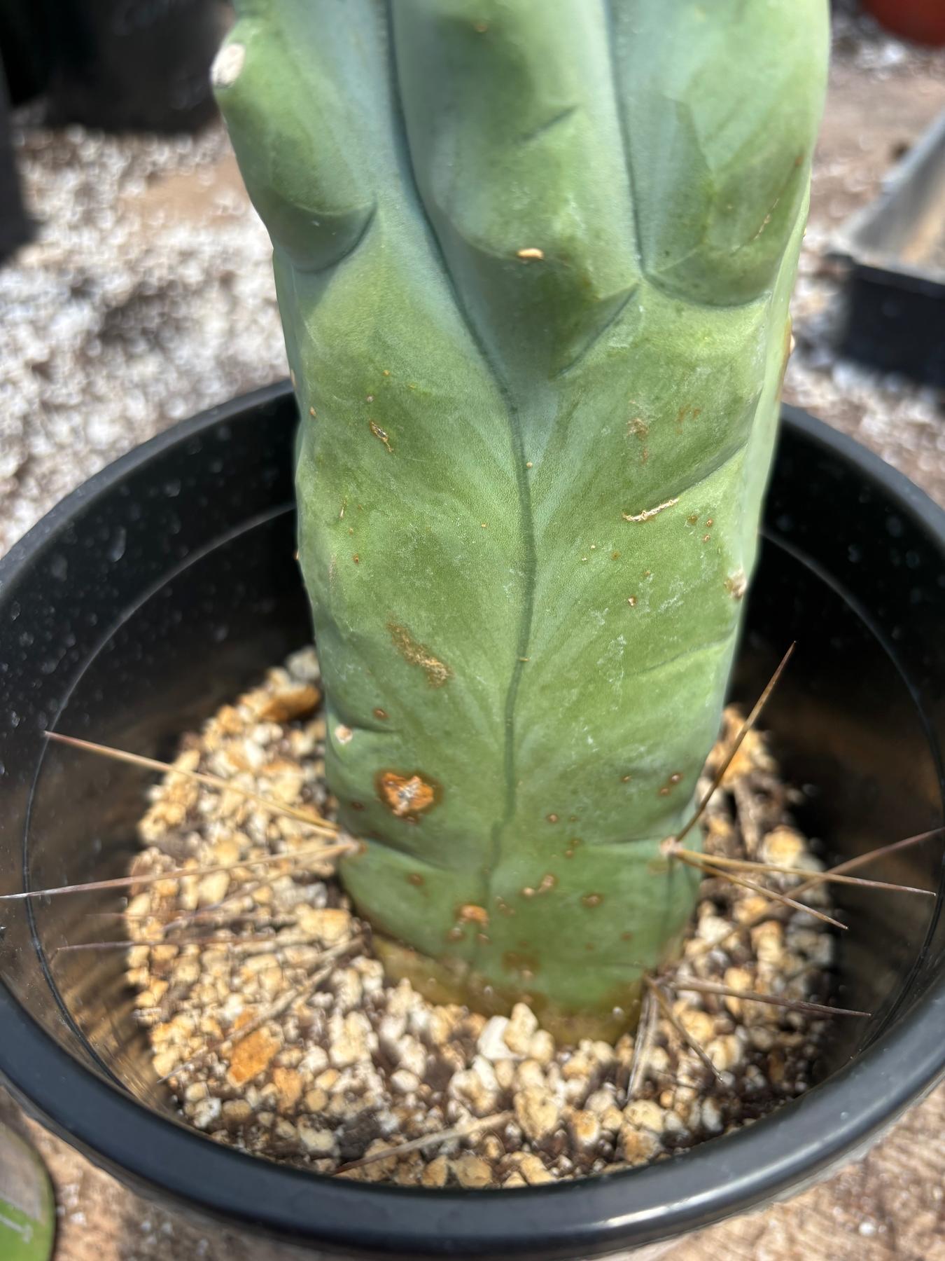 #EC24 EXACT Trichocereus Bridgesii TBM Penis monstrose Long Form Cactus 12”-Cactus - Large - Exact-The Succulent Source