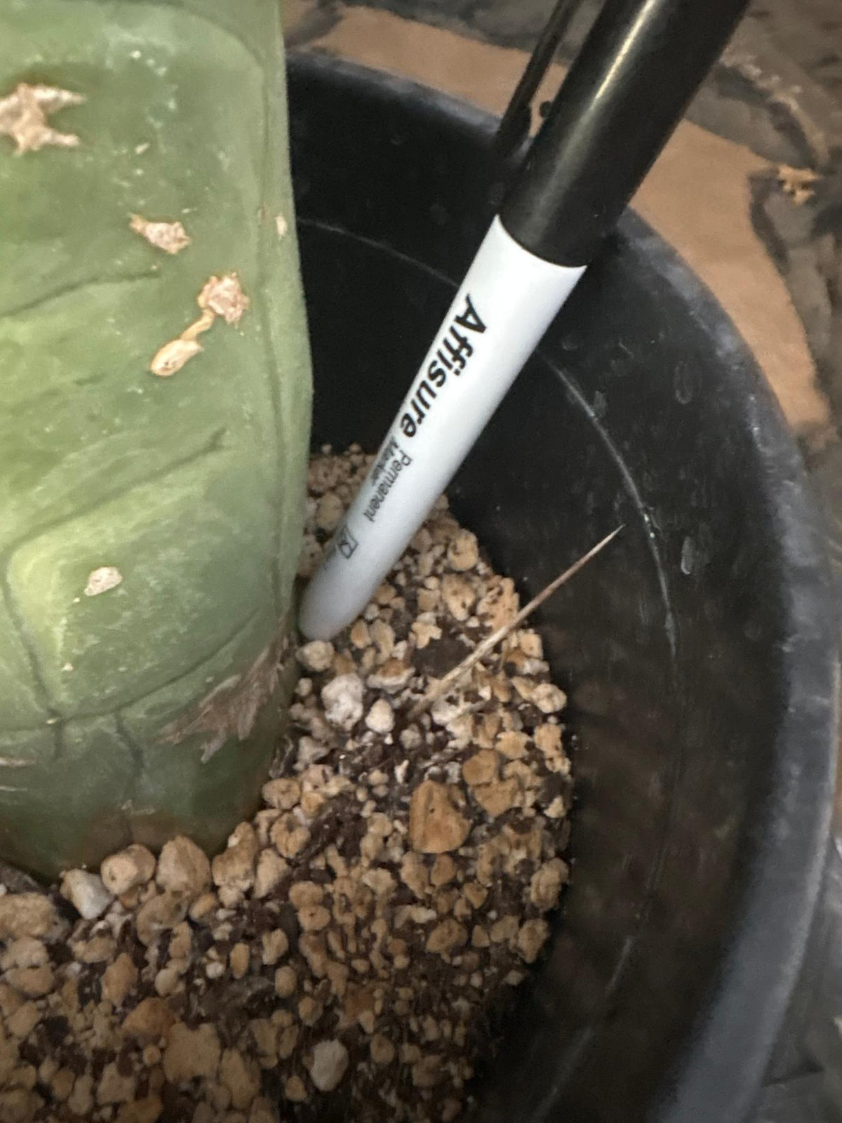 #EC24 EXACT Trichocereus Bridgesii TBM Penis monstrose Long Form Cactus 17”-Cactus - Large - Exact-The Succulent Source