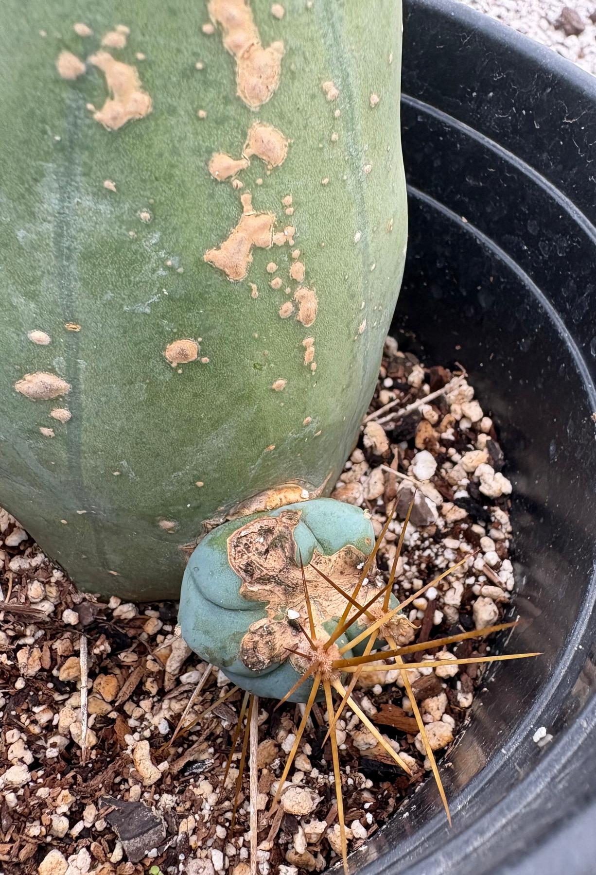 #EC24 EXACT Trichocereus Bridgesii TBM Penis monstrose Long Form Cactus 5.5”-Cactus - Large - Exact-The Succulent Source