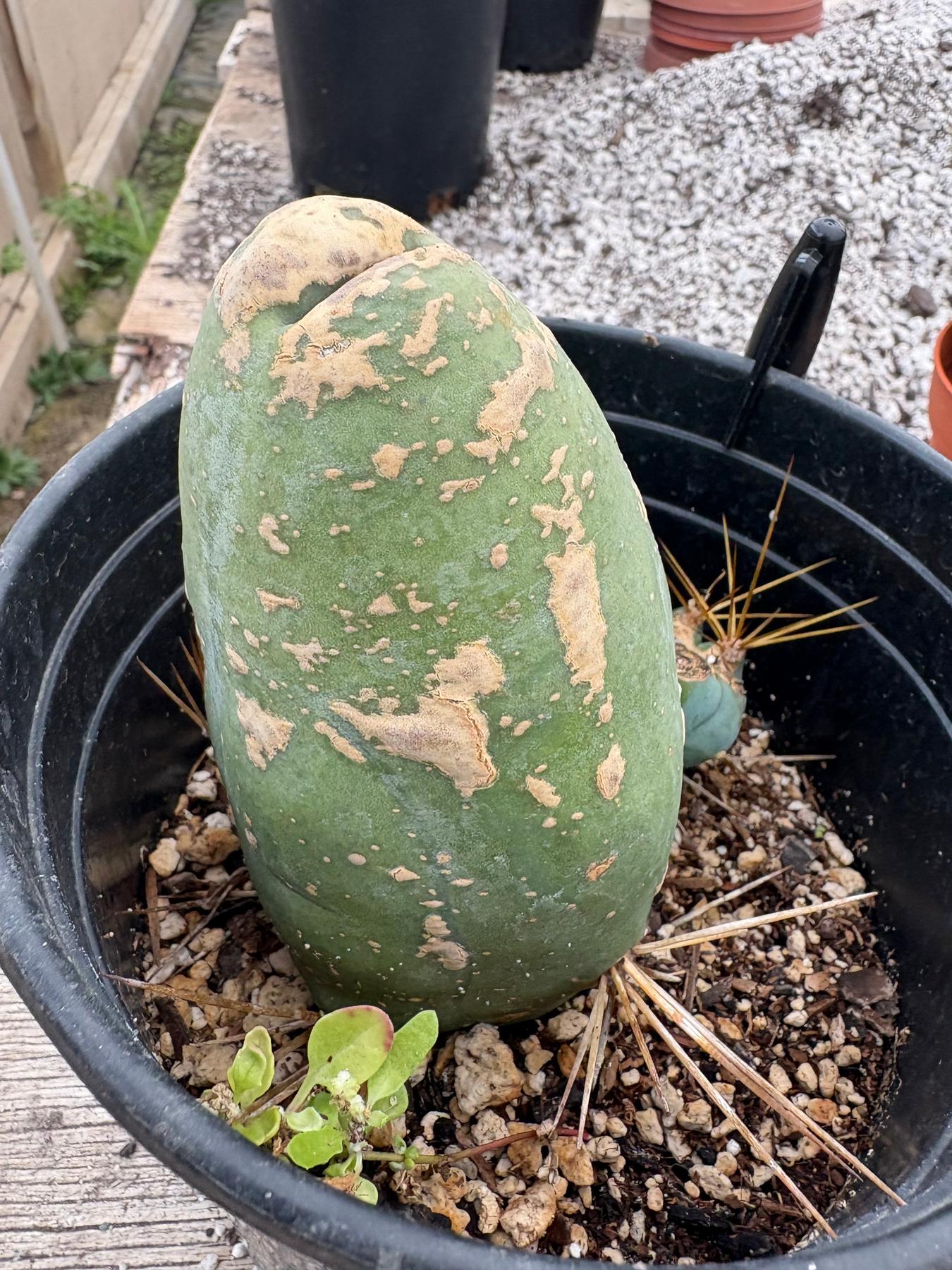 #EC24 EXACT Trichocereus Bridgesii TBM Penis monstrose Long Form Cactus 5.5”-Cactus - Large - Exact-The Succulent Source