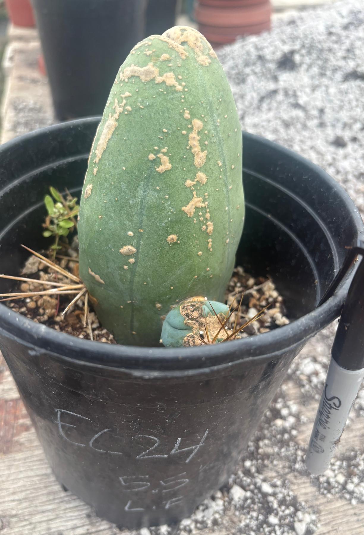 #EC24 EXACT Trichocereus Bridgesii TBM Penis monstrose Long Form Cactus 5.5”-Cactus - Large - Exact-The Succulent Source