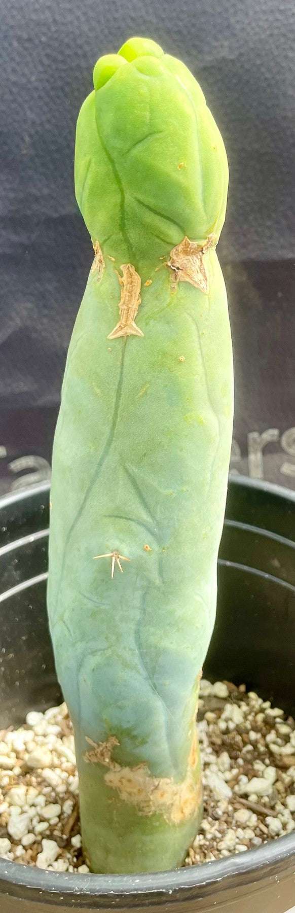 #EC24 EXACT Trichocereus Bridgesii TBM Penis monstrose Long Form Cactus 9.5"-Cactus - Large - Exact-The Succulent Source