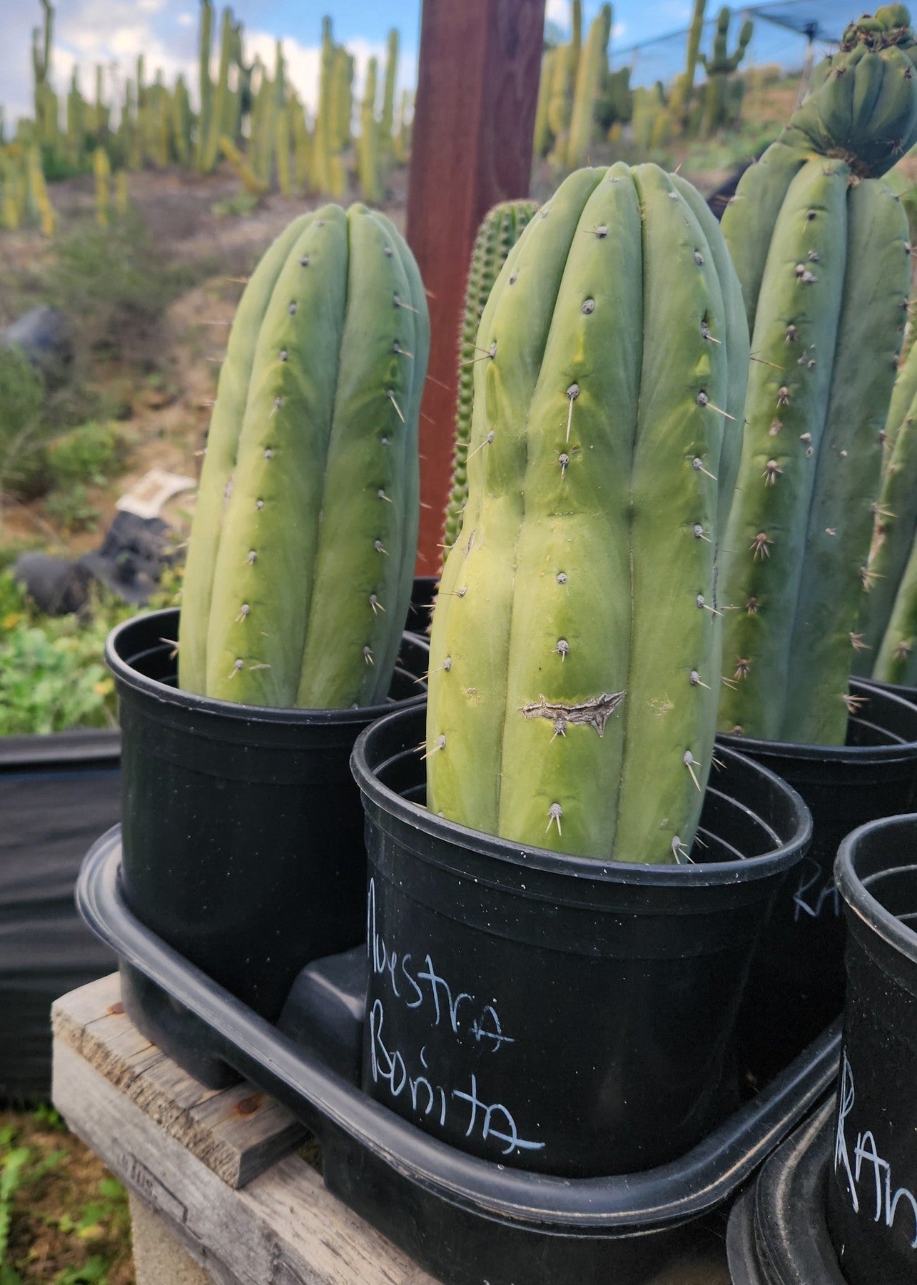 #EC240 EXACT Trichocereus Pachanoi Nuestra Bonita Cactus Cutting 8-15"-Cactus - Large - Exact-The Succulent Source