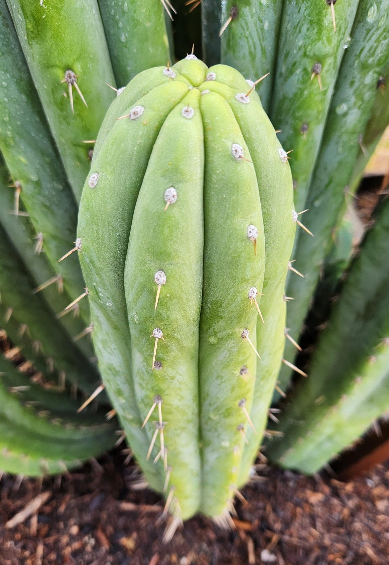 #EC240 EXACT Trichocereus Pachanoi Cactus Cutting 7-8"-Cactus - Large - Exact-The Succulent Source