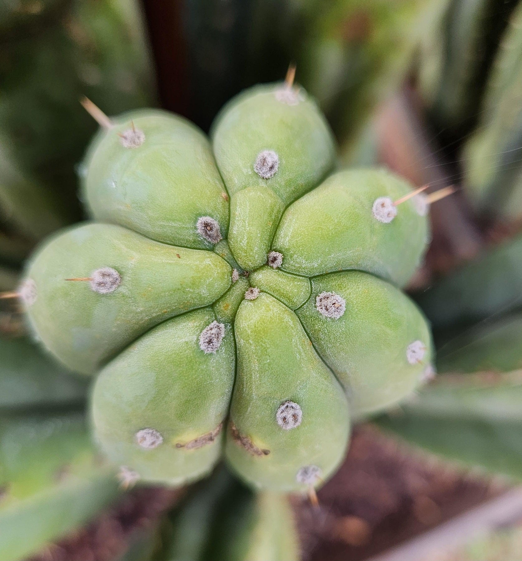 #EC240 EXACT Trichocereus Pachanoi Cactus Cutting 7-8"-Cactus - Large - Exact-The Succulent Source