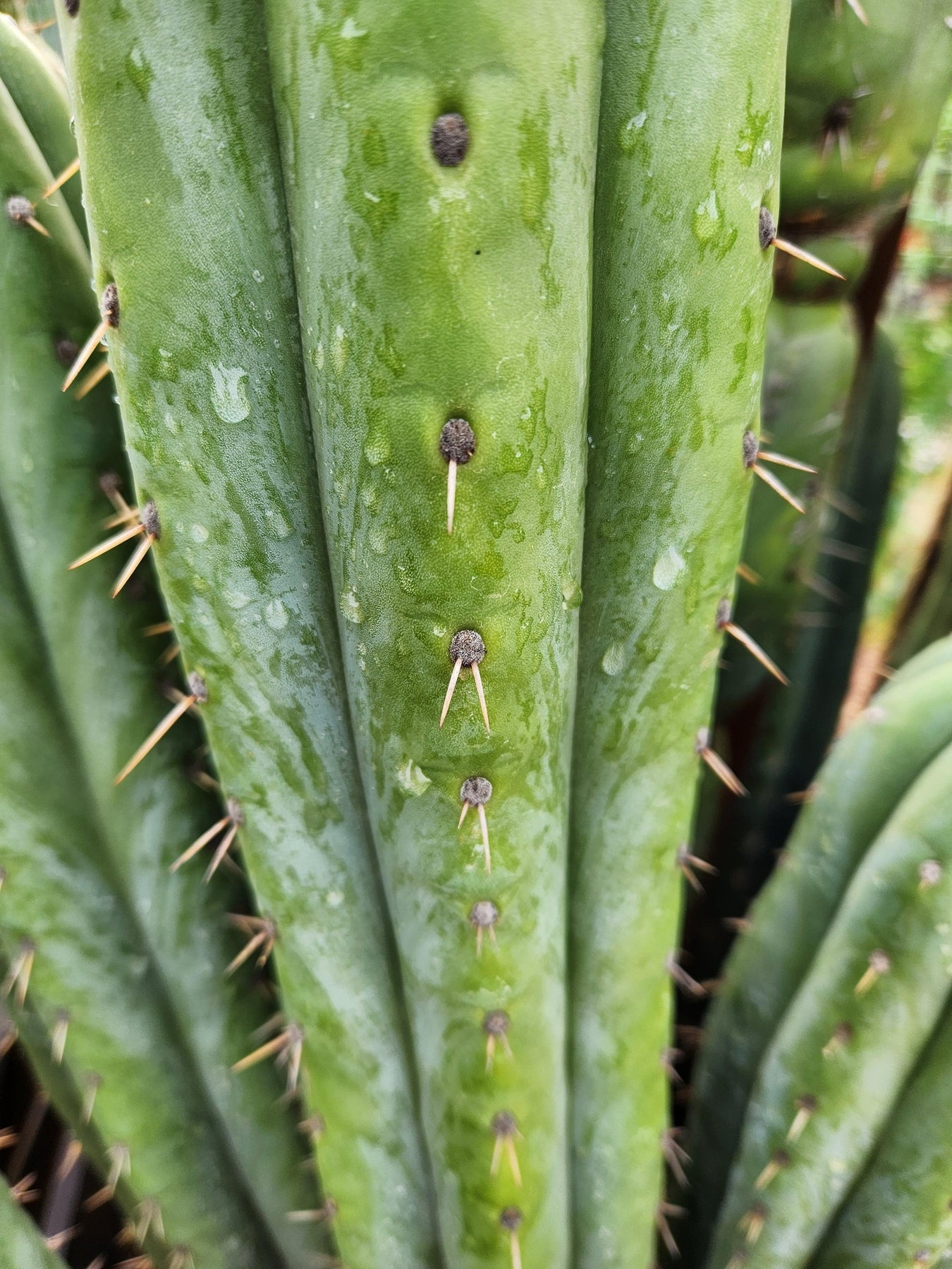 #EC240 EXACT Trichocereus Pachanoi Cactus Cutting 7-8"-Cactus - Large - Exact-The Succulent Source