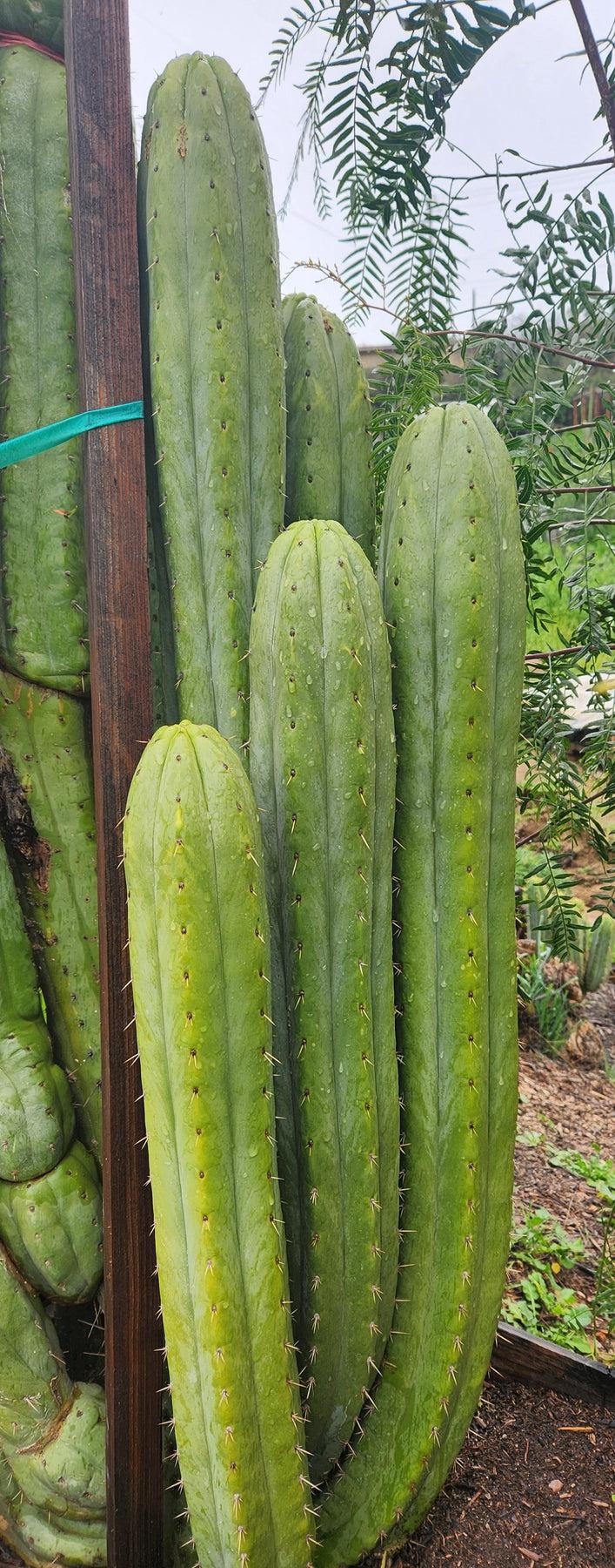 #EC240 EXACT Trichocereus Pachanoi Nuestra Bonita Cactus Cutting 7-8"-Cactus - Large - Exact-The Succulent Source