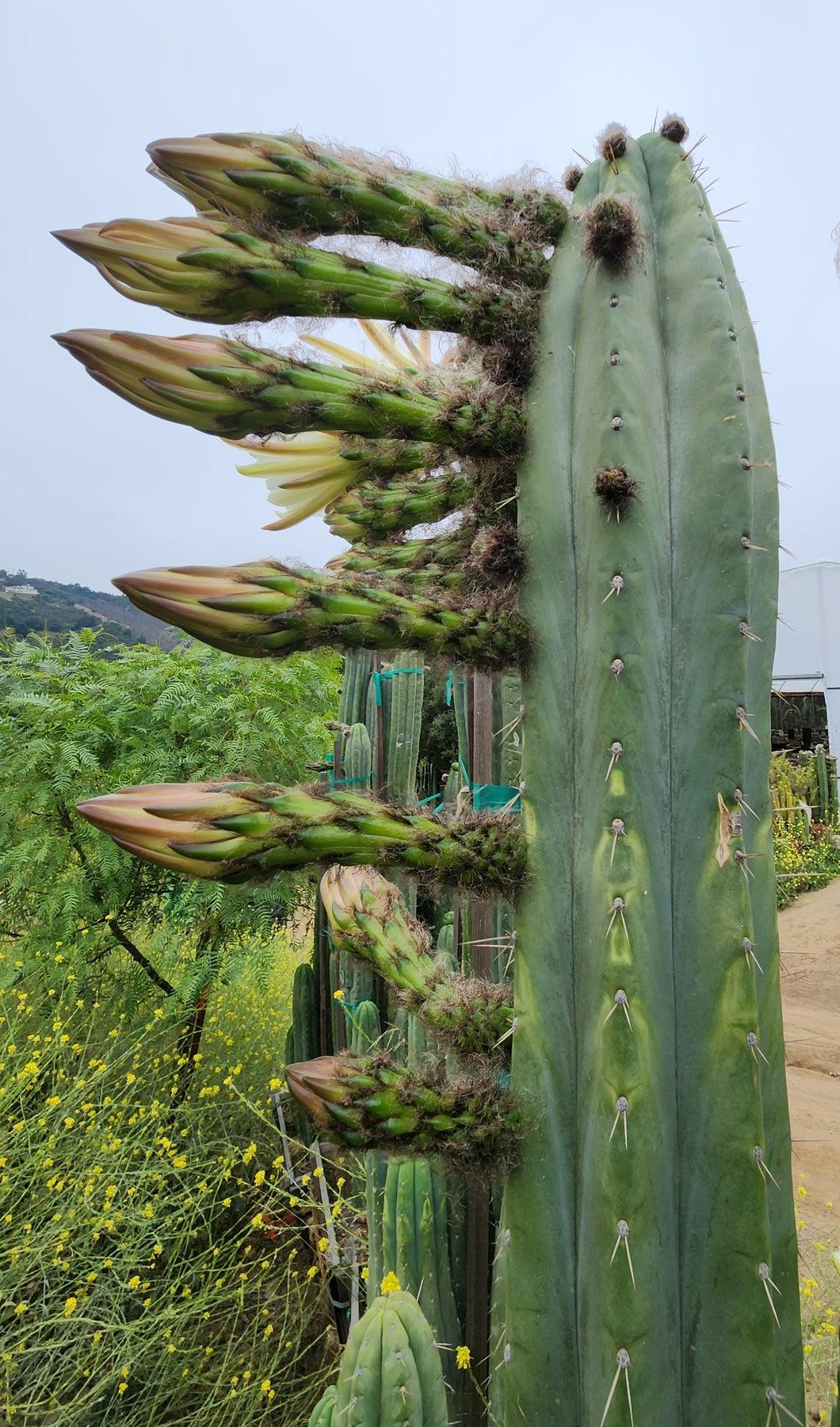 #EC240 EXACT Trichocereus Pachanoi Nuestra Bonita Cactus Cutting 8-10"-Cactus - Large - Exact-The Succulent Source