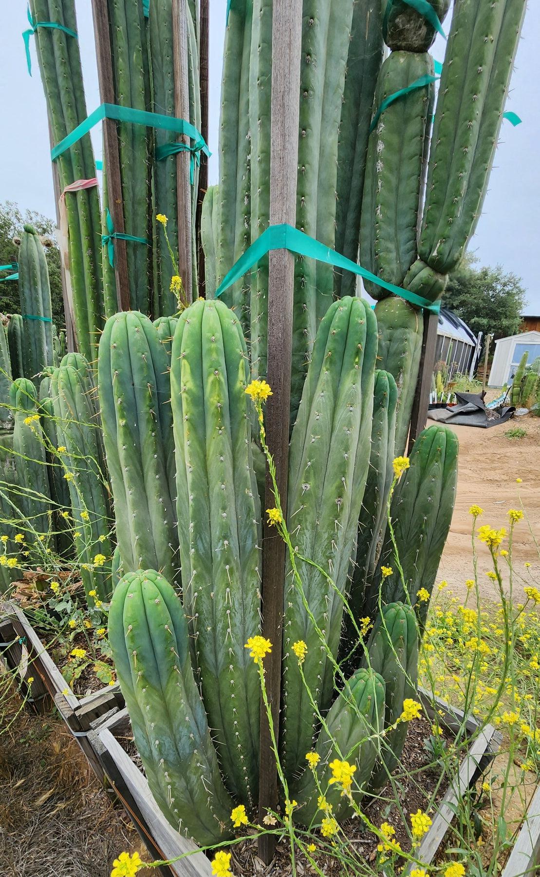 #EC240 EXACT Trichocereus Pachanoi Nuestra Bonita Cactus Cutting 8-10"-Cactus - Large - Exact-The Succulent Source