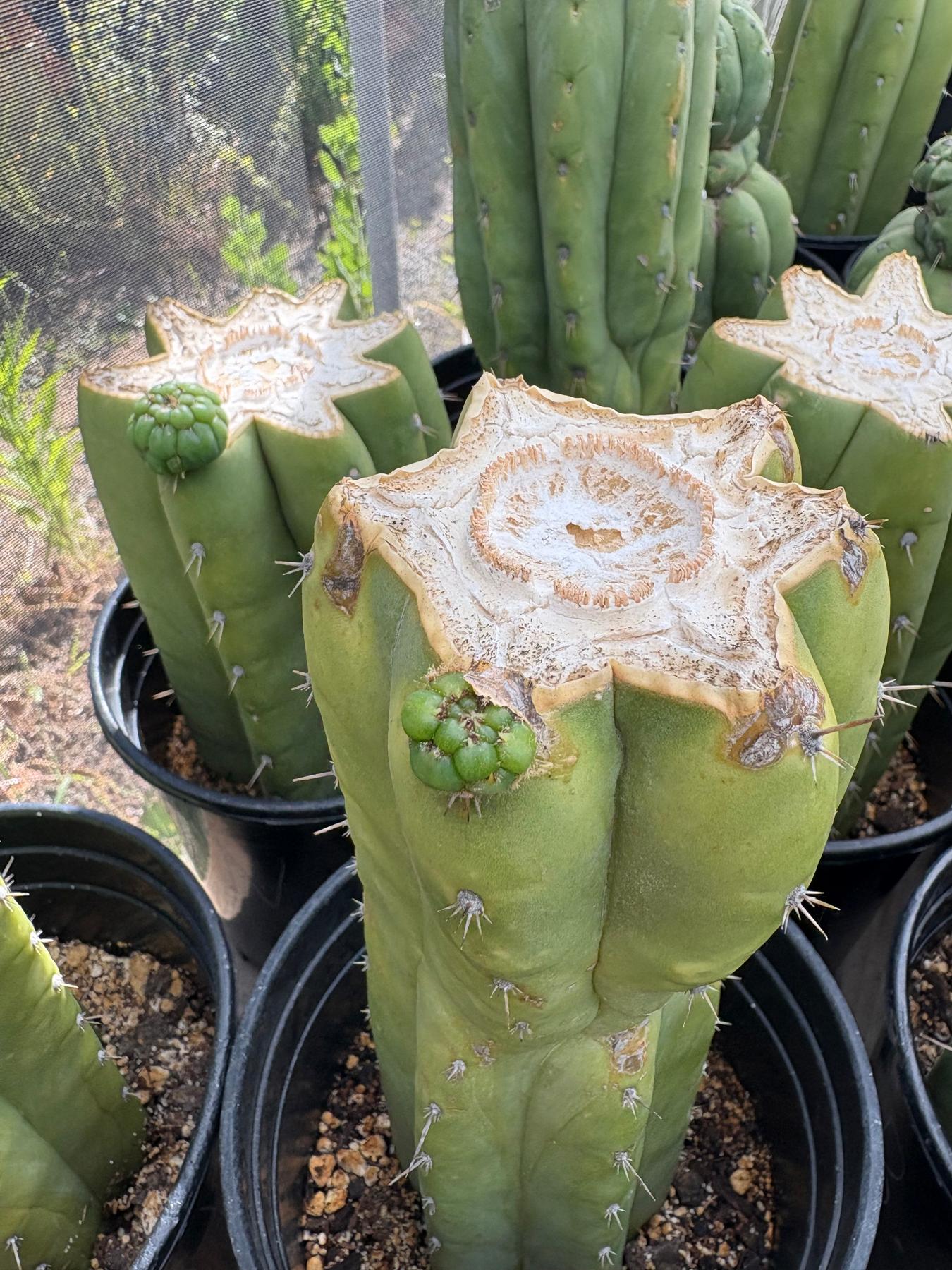#EC240 Trichocereus Pachanoi Nuestra Bonita Cactus Cuttings and potted 8-15"-Cactus - Large - Exact-The Succulent Source