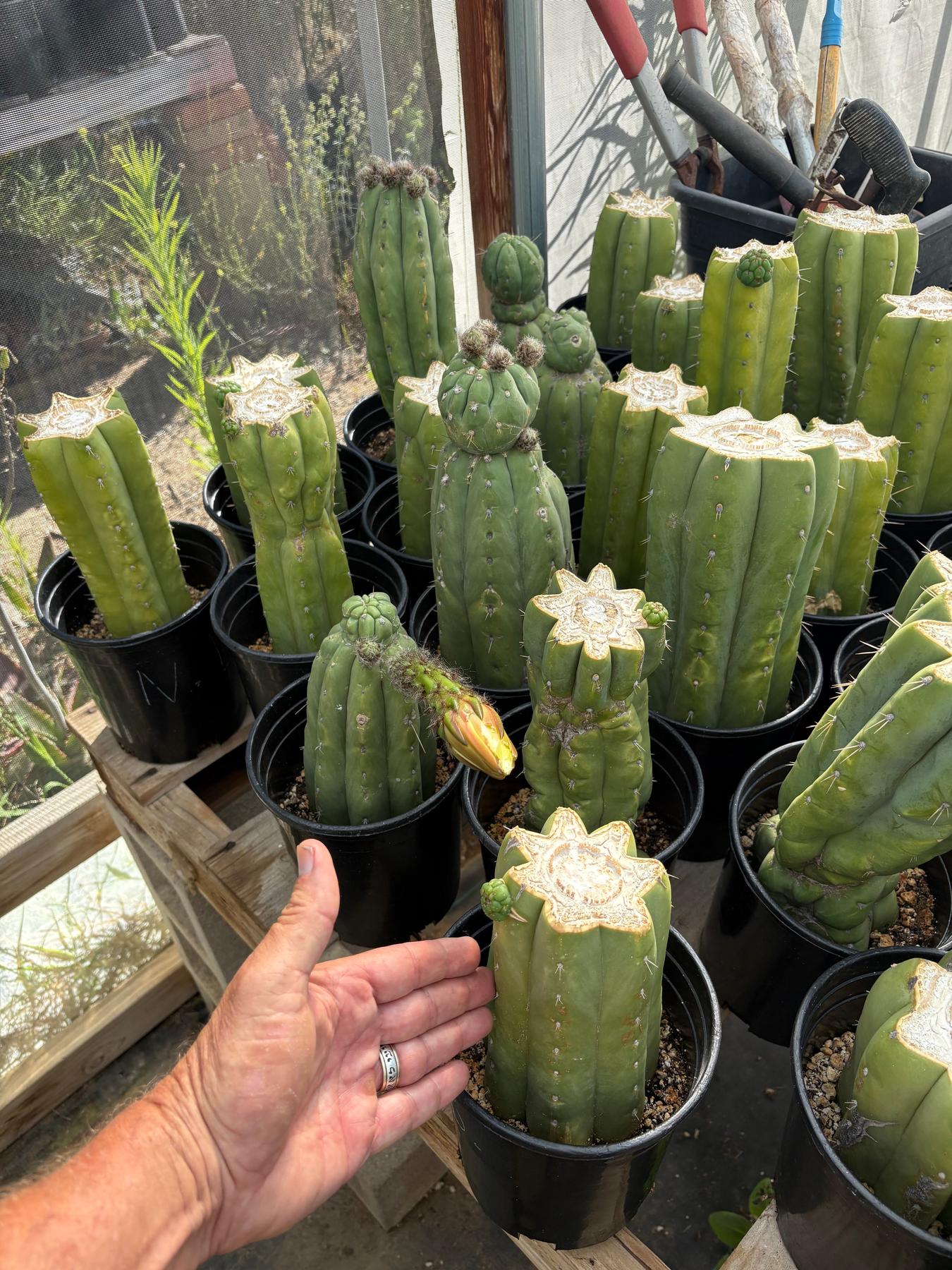 #EC240 Trichocereus Pachanoi Nuestra Bonita Cactus Cuttings and potted 8-15"-Cactus - Large - Exact-The Succulent Source