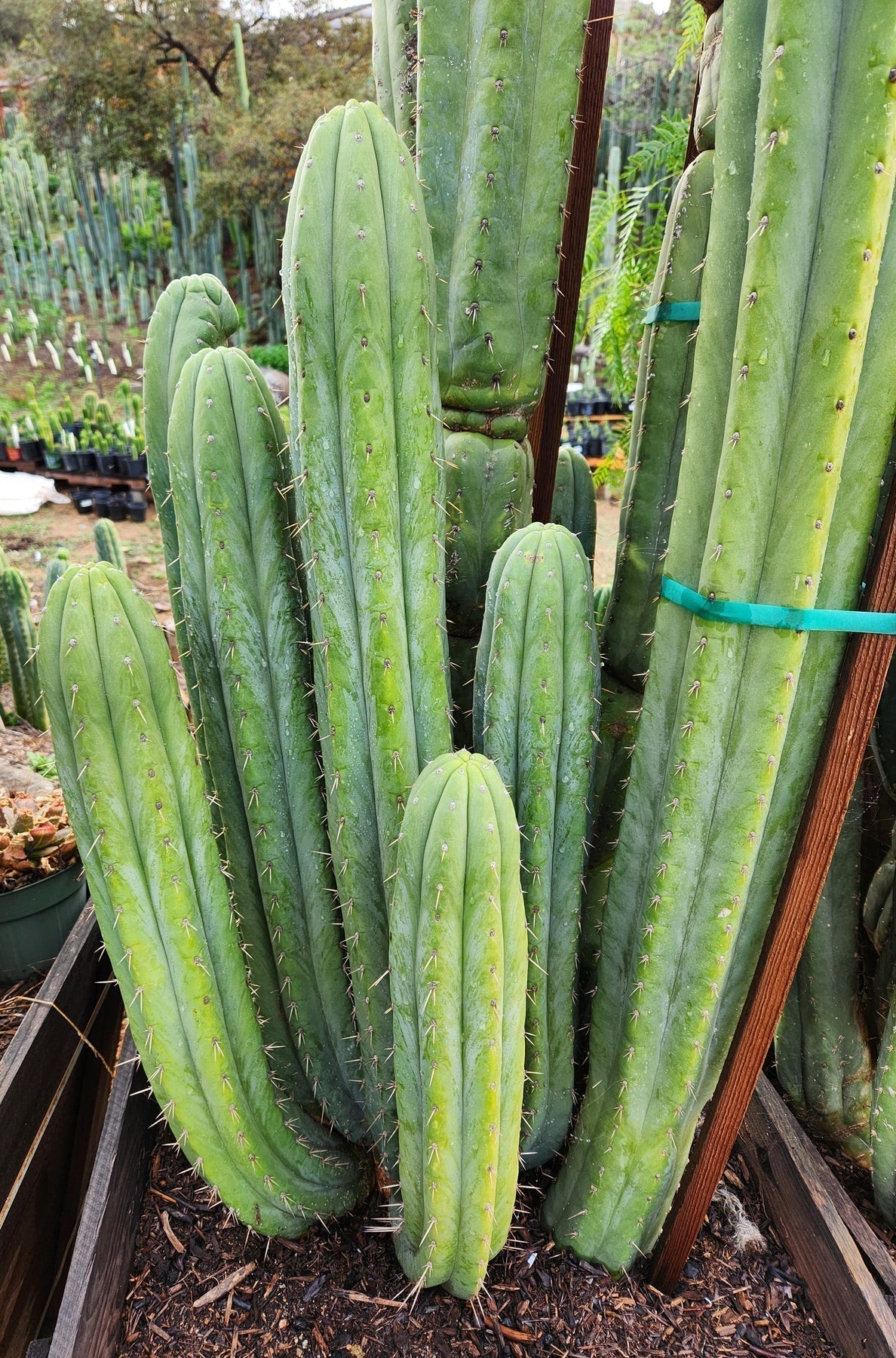 cactus san pedro trae suerte #EC240 Trichocereus Pachanoi Nuestra Bonita Cactus Cuttings and potted 8-15"