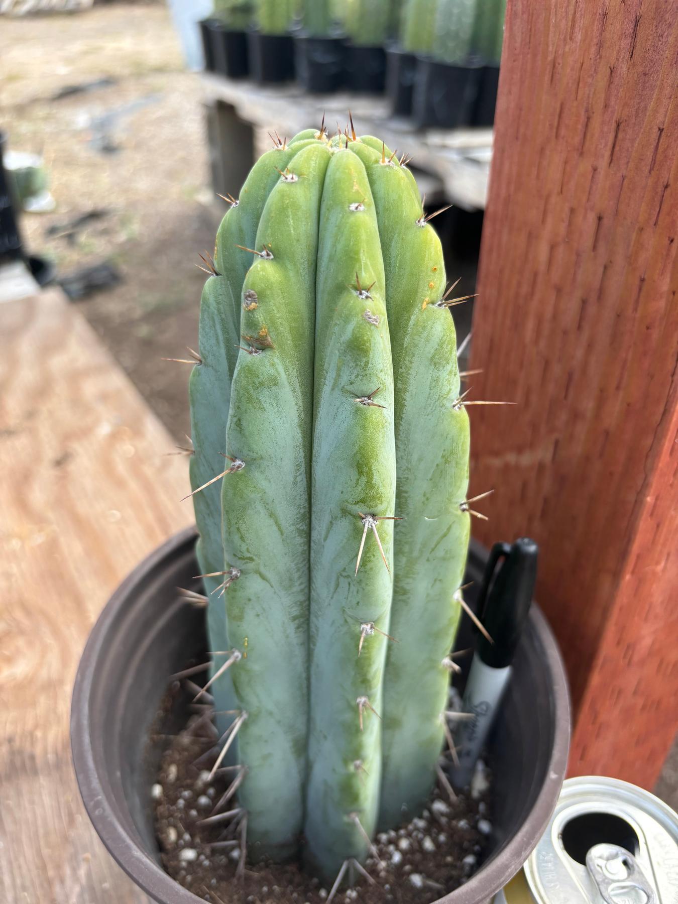 #EC241 EXACT Trichocereus Hybrid Scop X Pachanoi Oscar Cactus 9.5”-Cactus - Large - Exact-The Succulent Source