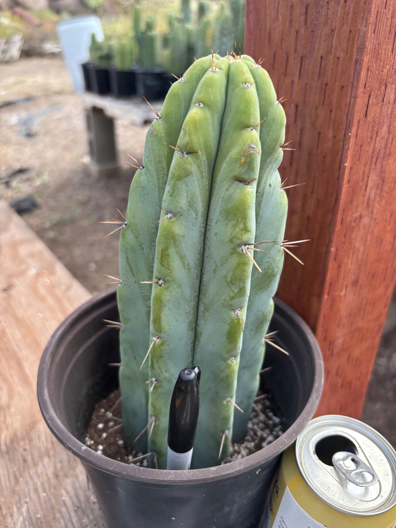 #EC241 EXACT Trichocereus Hybrid Scop X Pachanoi Oscar Cactus 9.5”-Cactus - Large - Exact-The Succulent Source