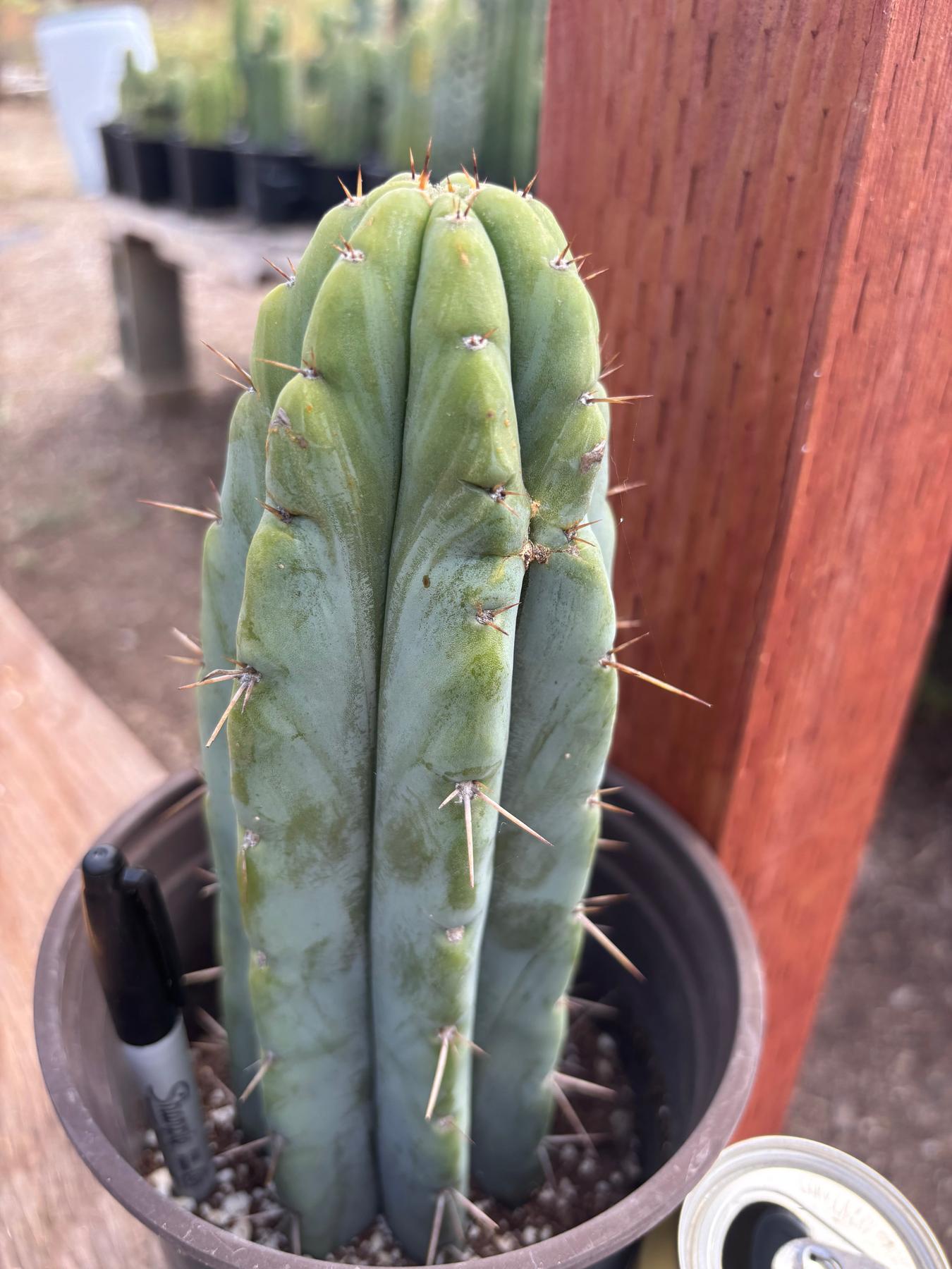 #EC241 EXACT Trichocereus Hybrid Scop X Pachanoi Oscar Cactus 9.5”-Cactus - Large - Exact-The Succulent Source