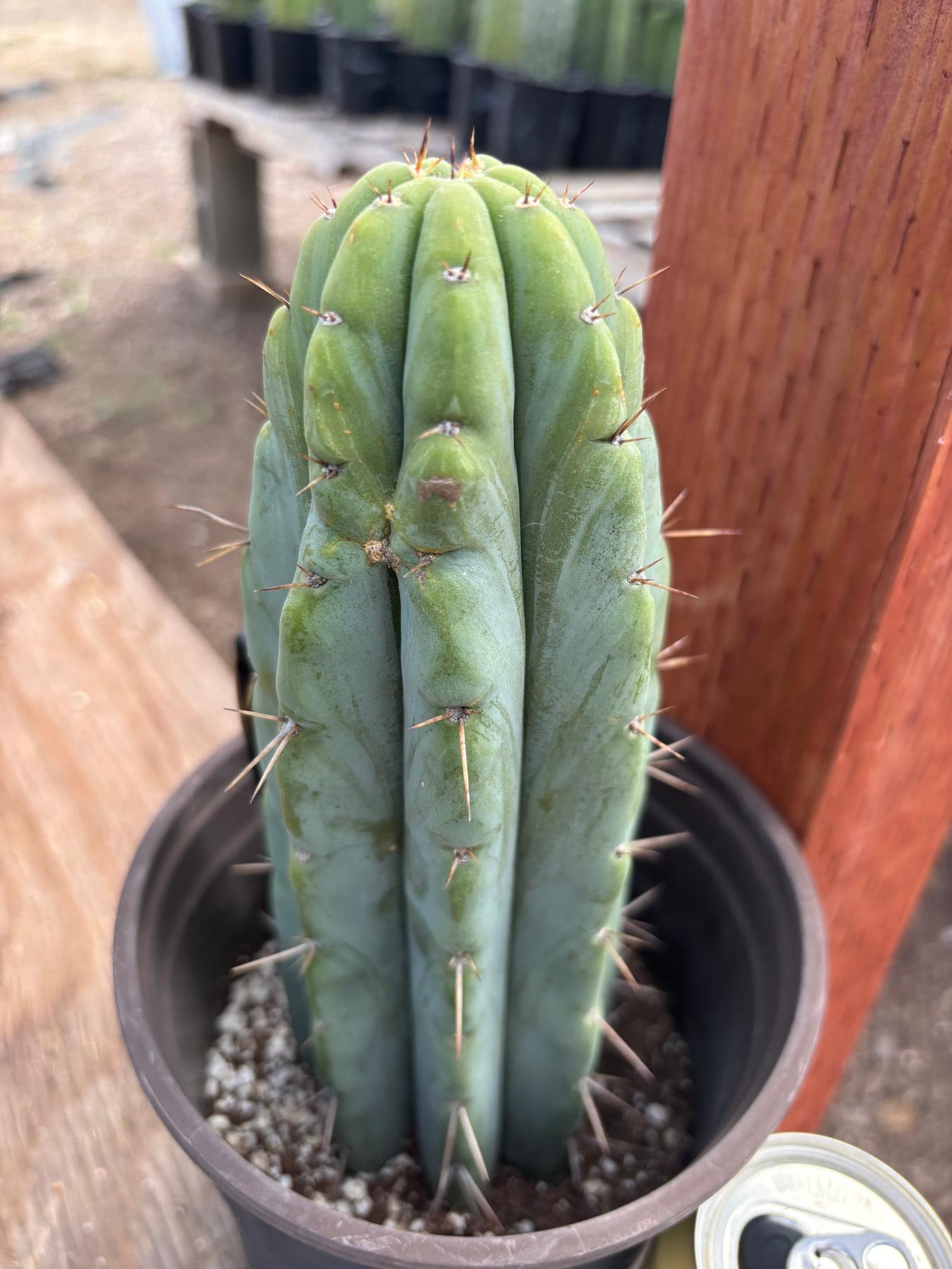 #EC241 EXACT Trichocereus Hybrid Scop X Pachanoi Oscar Cactus 9.5”-Cactus - Large - Exact-The Succulent Source