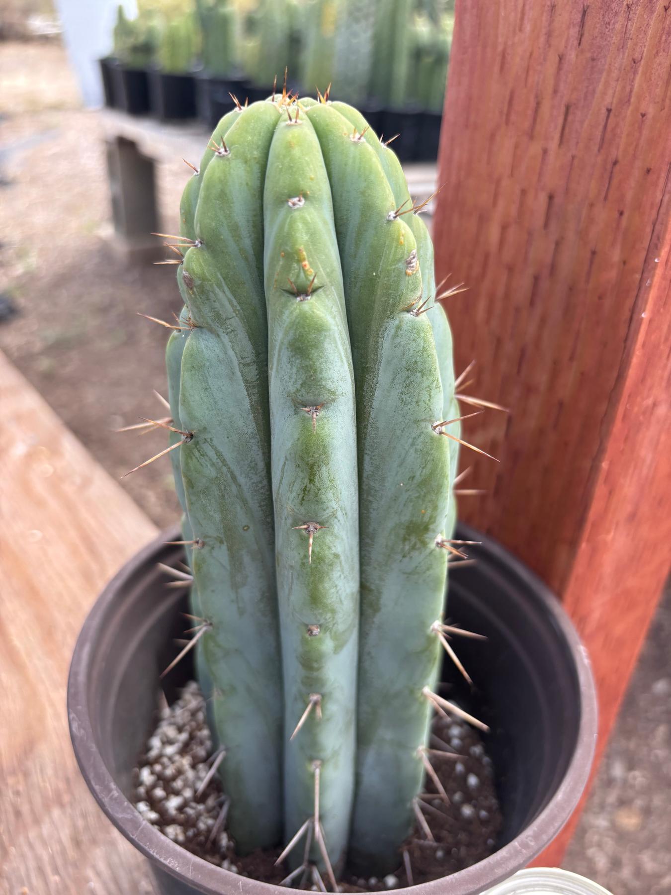 #EC241 EXACT Trichocereus Hybrid Scop X Pachanoi Oscar Cactus 9.5”-Cactus - Large - Exact-The Succulent Source