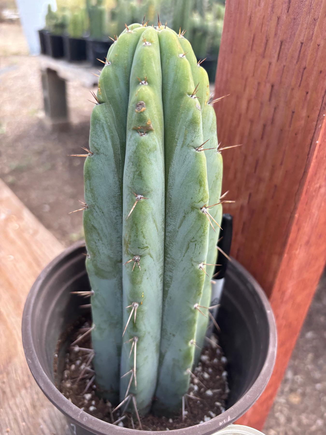 #EC241 EXACT Trichocereus Hybrid Scop X Pachanoi Oscar Cactus 9.5”-Cactus - Large - Exact-The Succulent Source