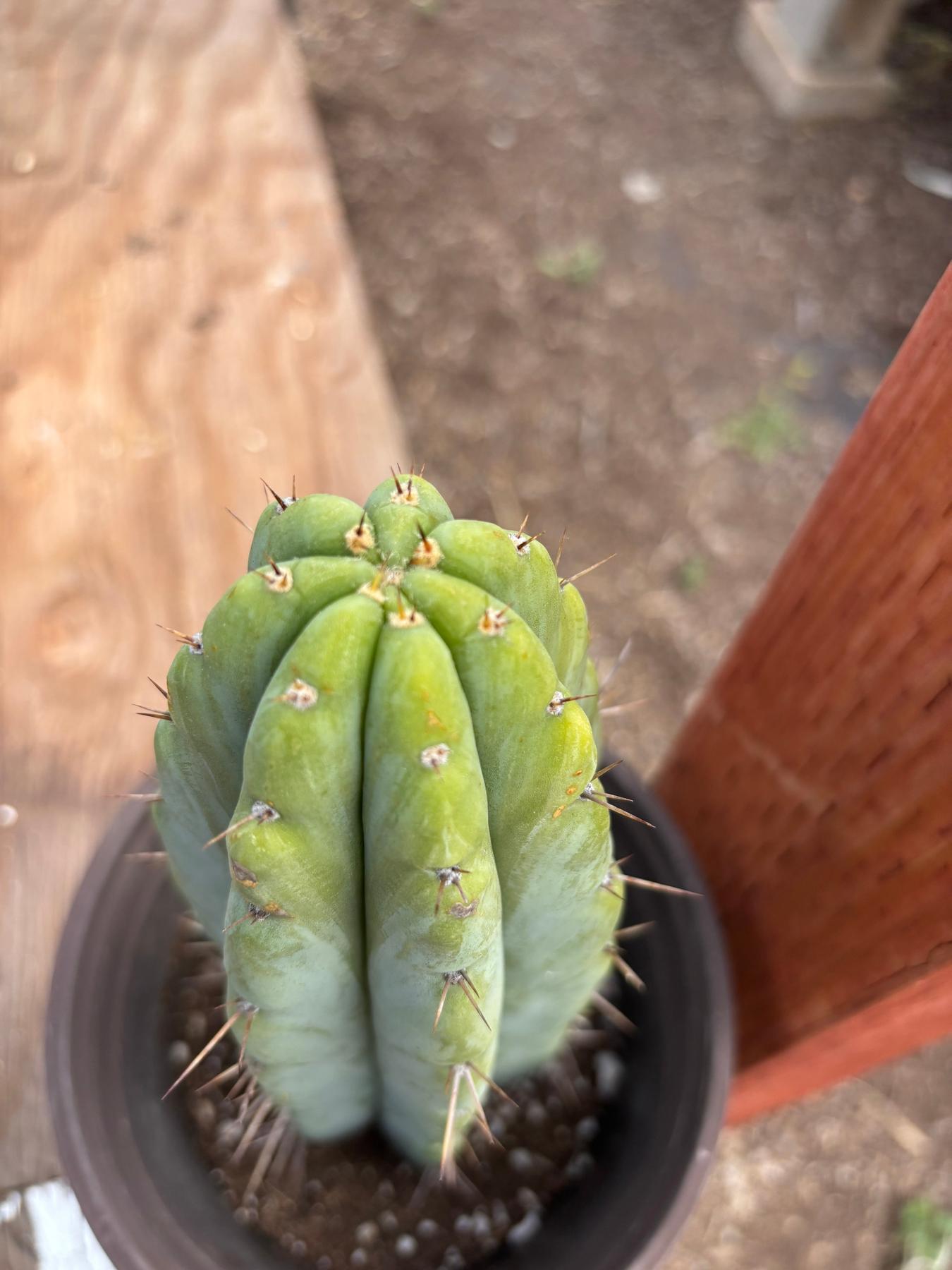 #EC241 EXACT Trichocereus Hybrid Scop X Pachanoi Oscar Cactus 9.5”-Cactus - Large - Exact-The Succulent Source