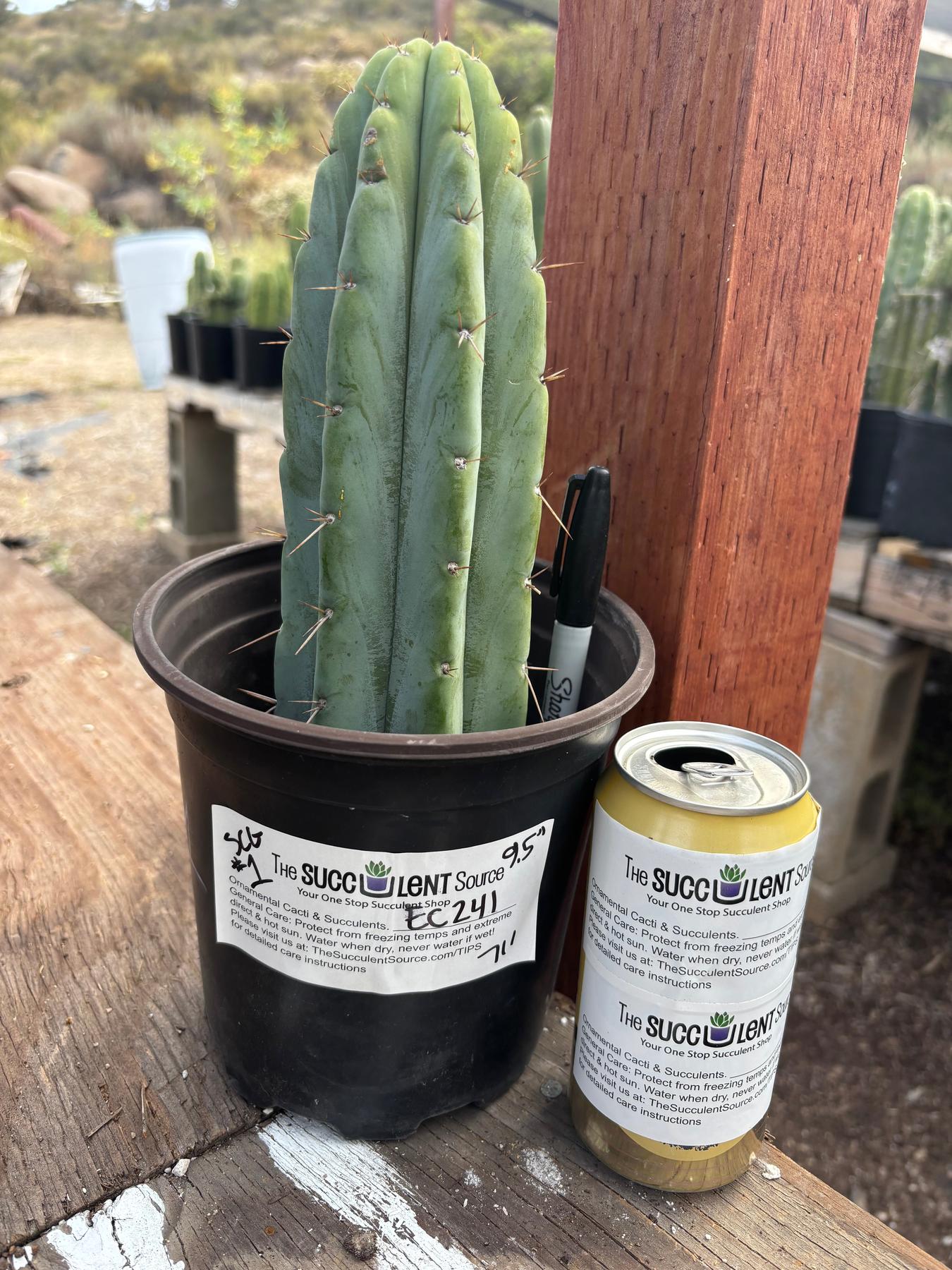 #EC241 EXACT Trichocereus Hybrid Scop X Pachanoi Oscar Cactus 9.5”-Cactus - Large - Exact-The Succulent Source