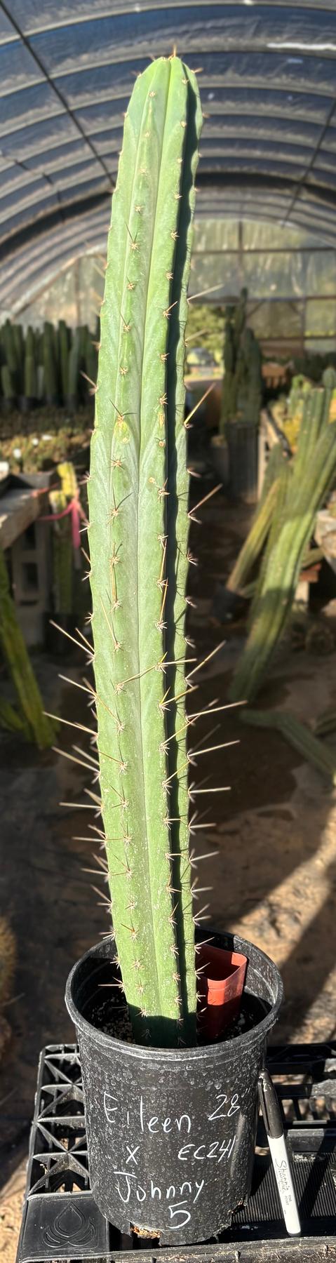 #EC241 EXACT Trichocereus Bridgesii Eileen X Johnny5 Cactus 28”-Cactus - Large - Exact-The Succulent Source