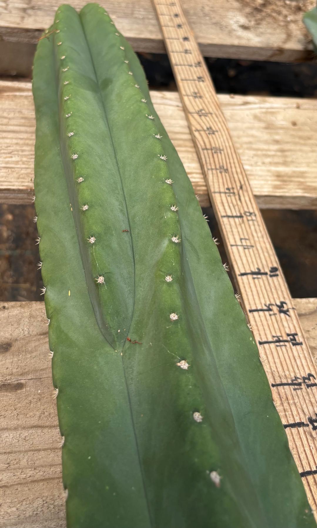 #EC241 EXACT Trichocereus Scop x HZ 23” Misplant-Cactus - Large - Exact-The Succulent Source