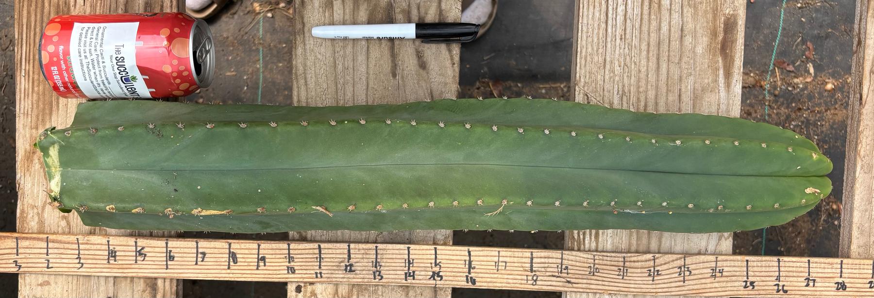 #EC241 EXACT Trichocereus Scop x HZ 23” Misplant-Cactus - Large - Exact-The Succulent Source